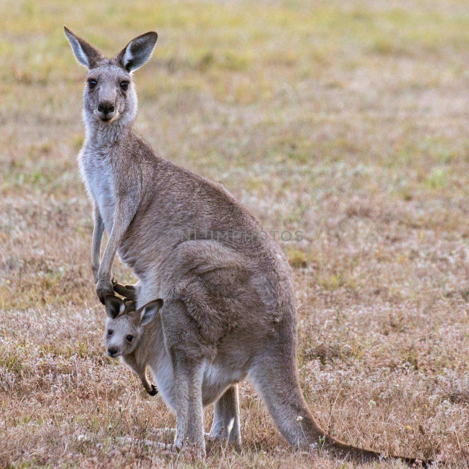Female east gray kangaroo looking at camera with curious joey in marsupial pouch.