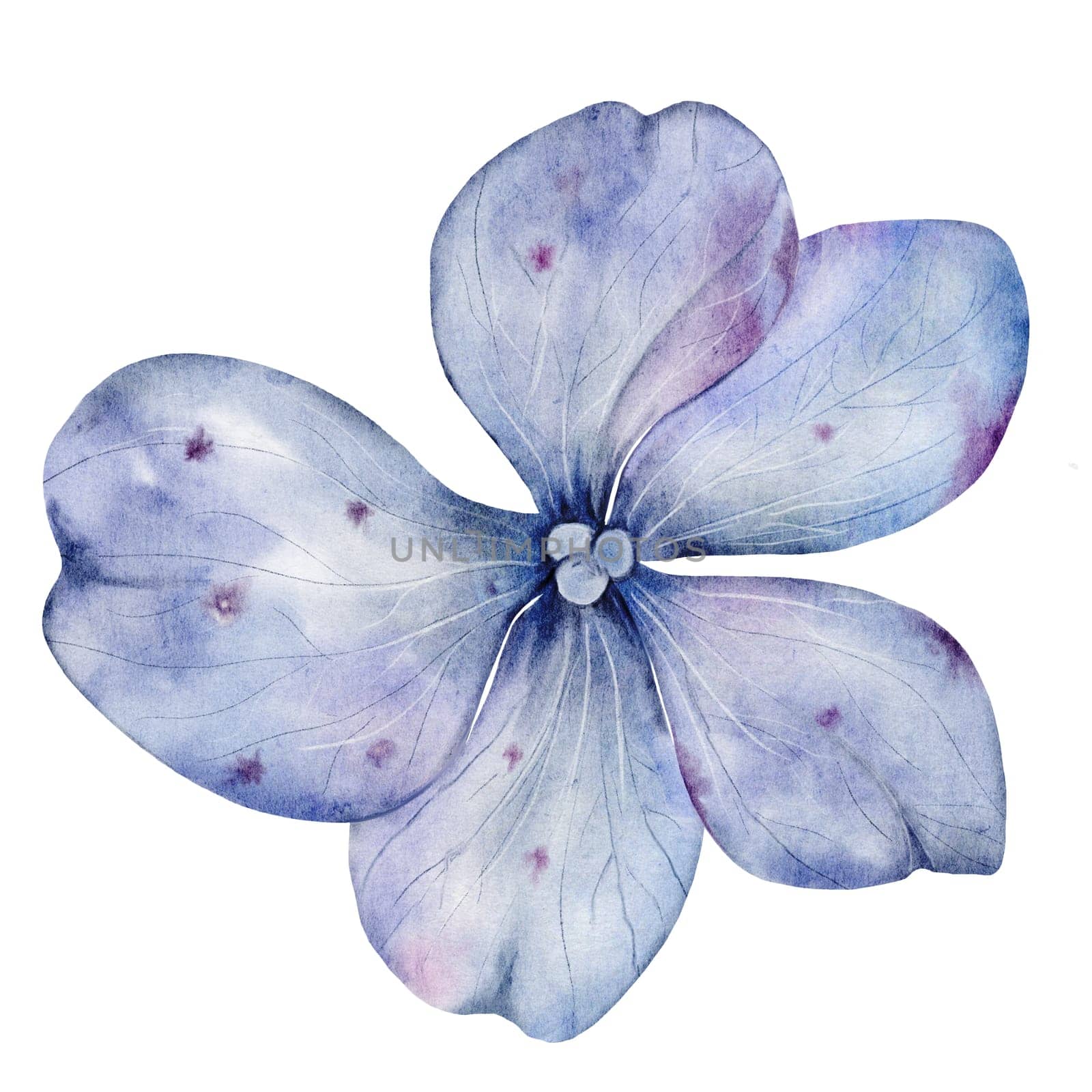 Blue hydrangea flowers watercolor. Hand drawn delicate flower on isolated white background. Botanical illustration. Ideal for poster, wedding and birthday cards. High quality illustration