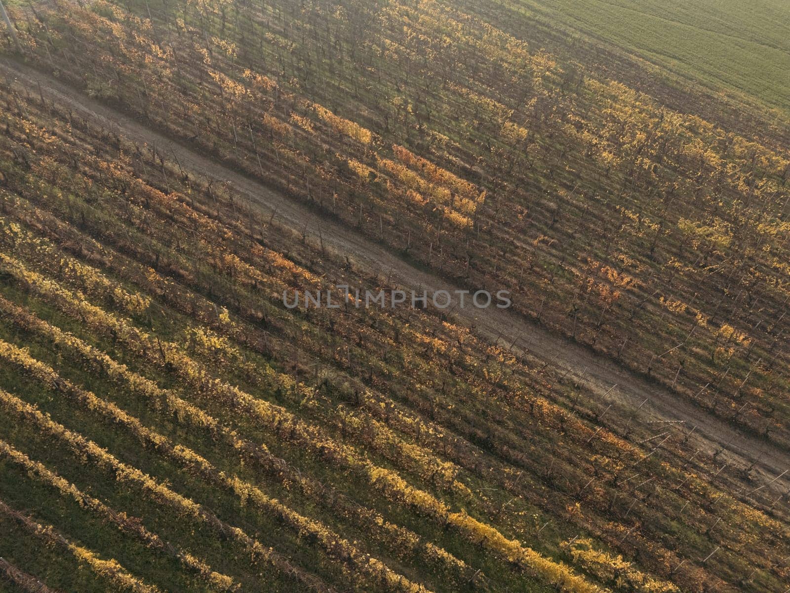In Martani, Castell'Arquato, PC, Italy Stunning aerial view of a dirt road winding through rows of vineyard in autumn. Castell'Arquato, PC, Italy