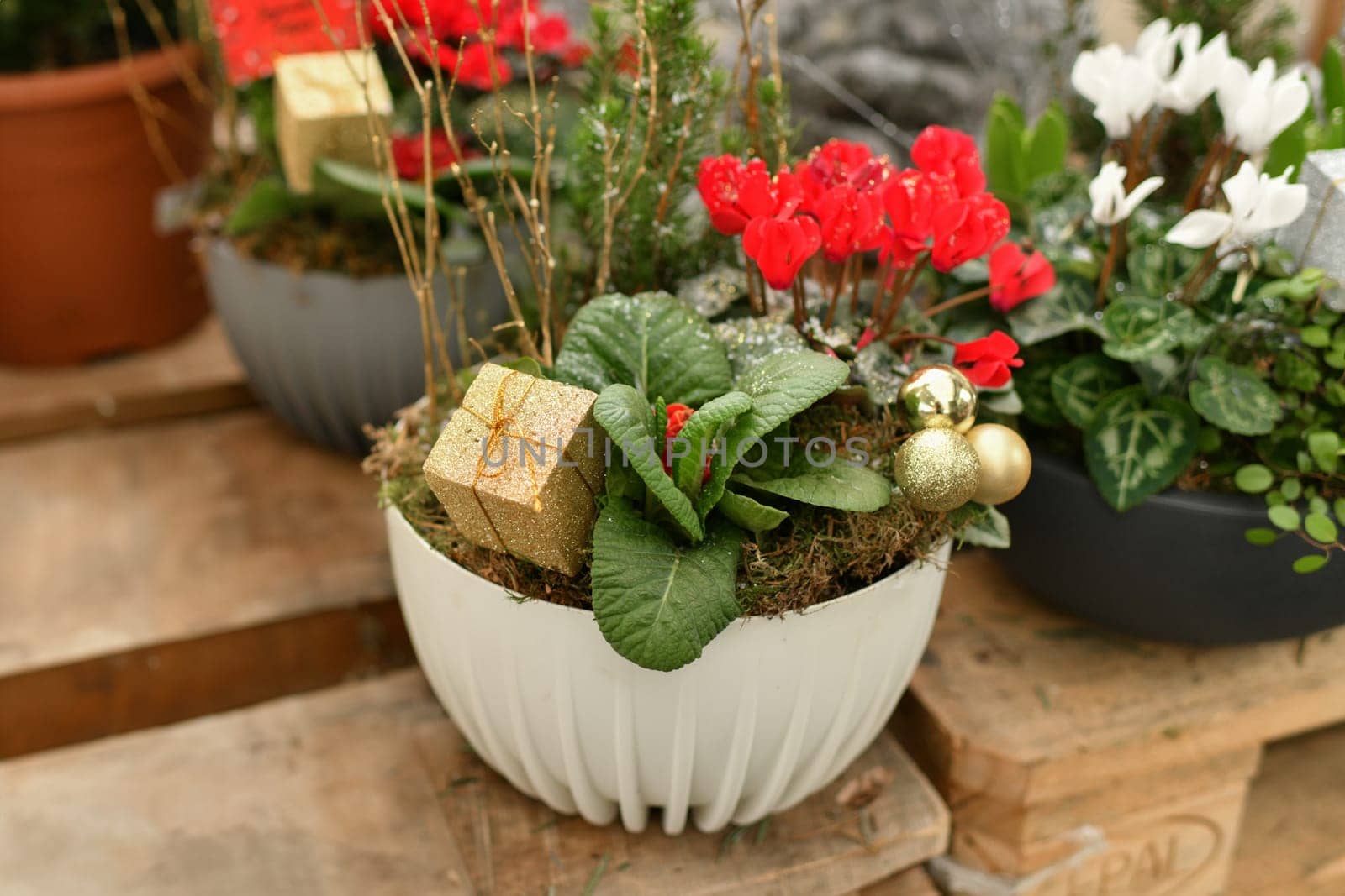 Christmas composition with cyclamens for Christmas