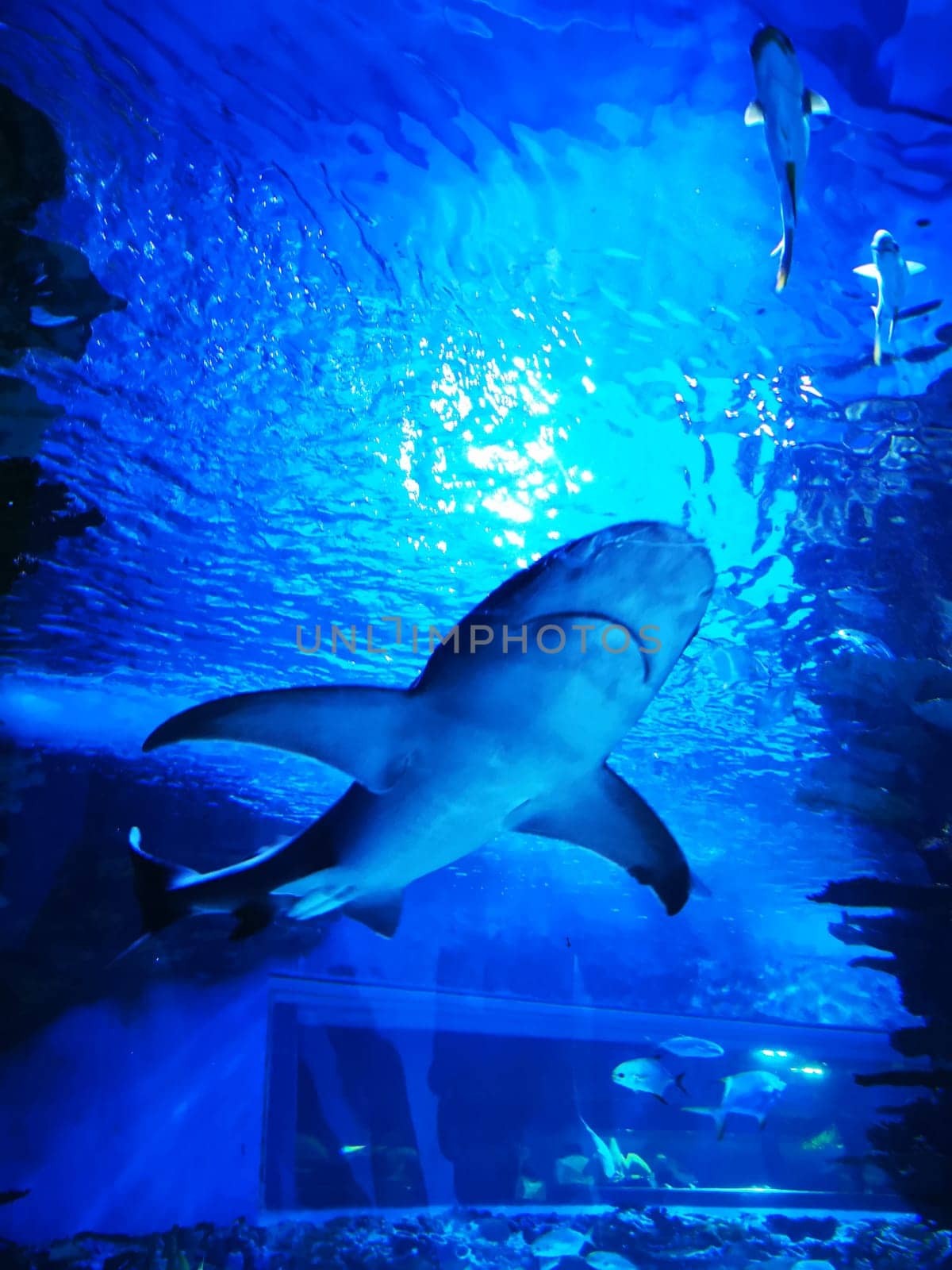 A large shark glides smoothly through the clear waters of an aquarium, illuminated by soft blue lights, creating a tranquil and mesmerizing atmosphere.