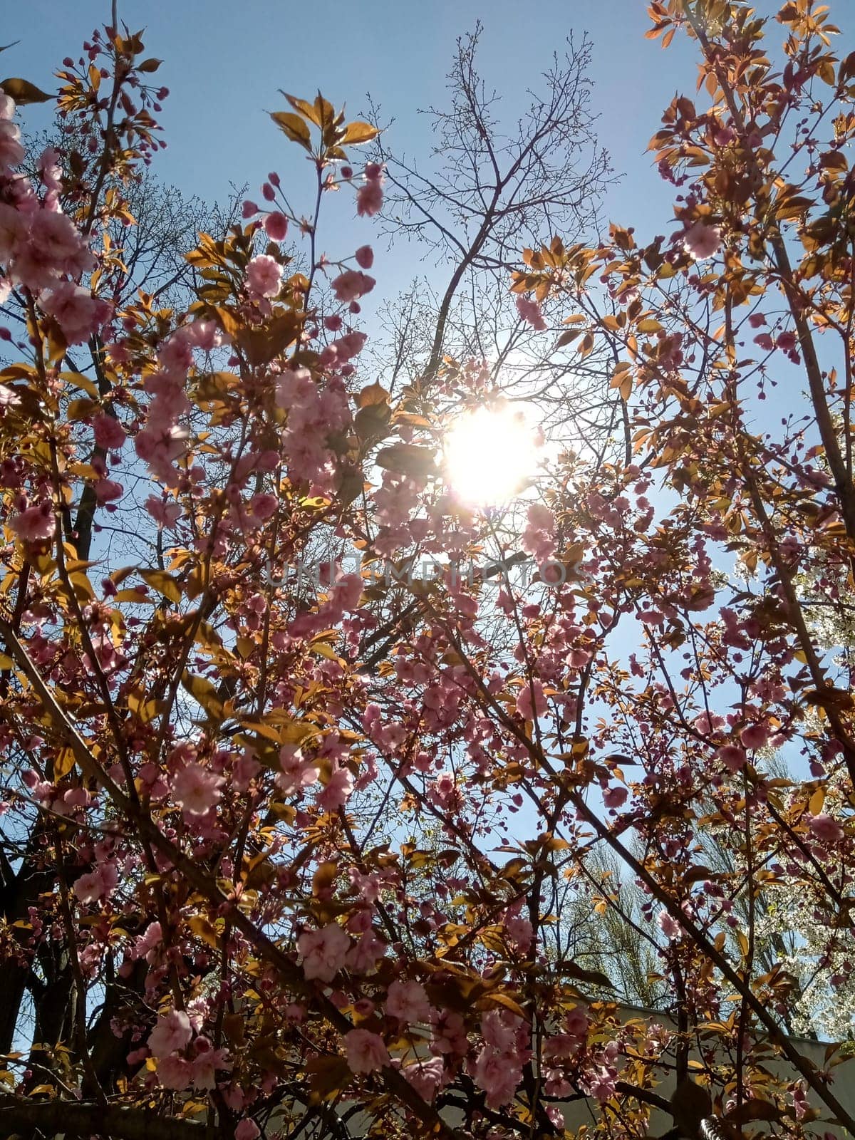 Vibrant cherry blossoms showcase delicate pink flowers against the backdrop of a sunny sky, signaling the arrival of spring and nature's beauty.