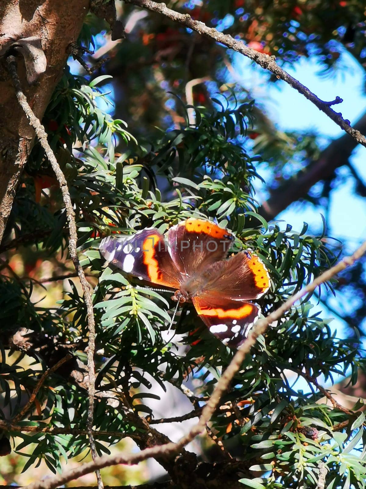 A butterfly with striking orange, black, and white patterns is perched on leafy greenery, enjoying the warmth of the sun in a tranquil garden setting.