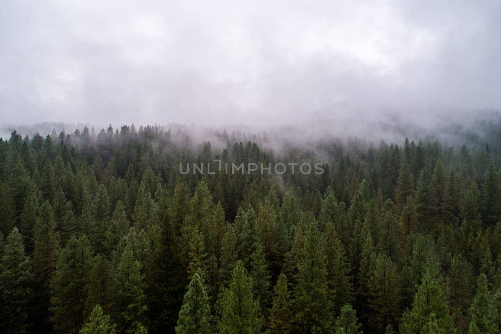 A dense forest with a foggy atmosphere. The trees are tall and green, creating a serene and peaceful mood. The fog adds a sense of mystery and tranquility to the scene