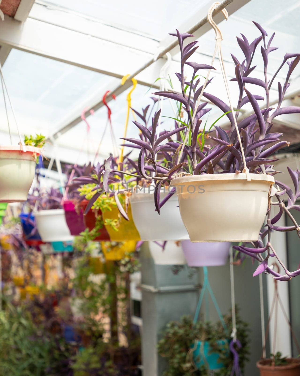 Purple wandering jew plants growing in colorful hanging pots in a greenhouse