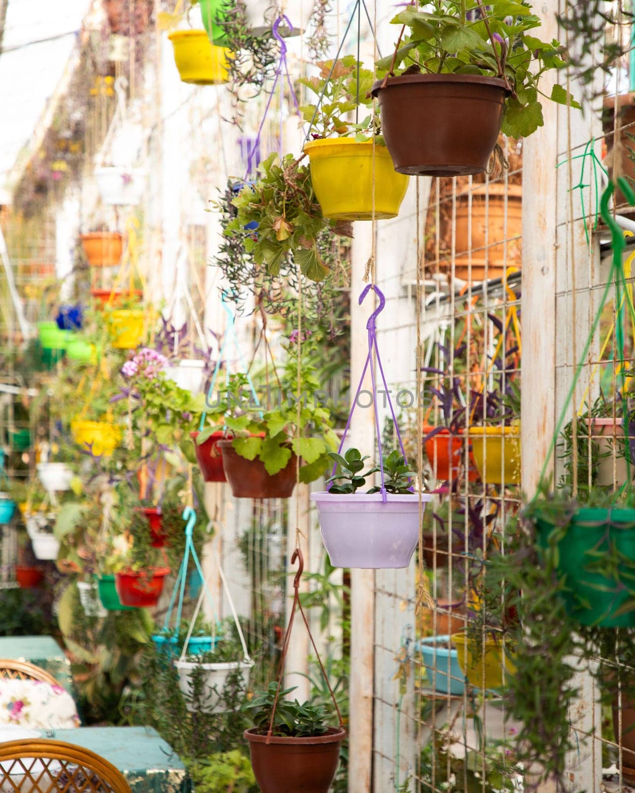 Colorful flower pots are hanging in a garden center, creating a vibrant and cheerful atmosphere