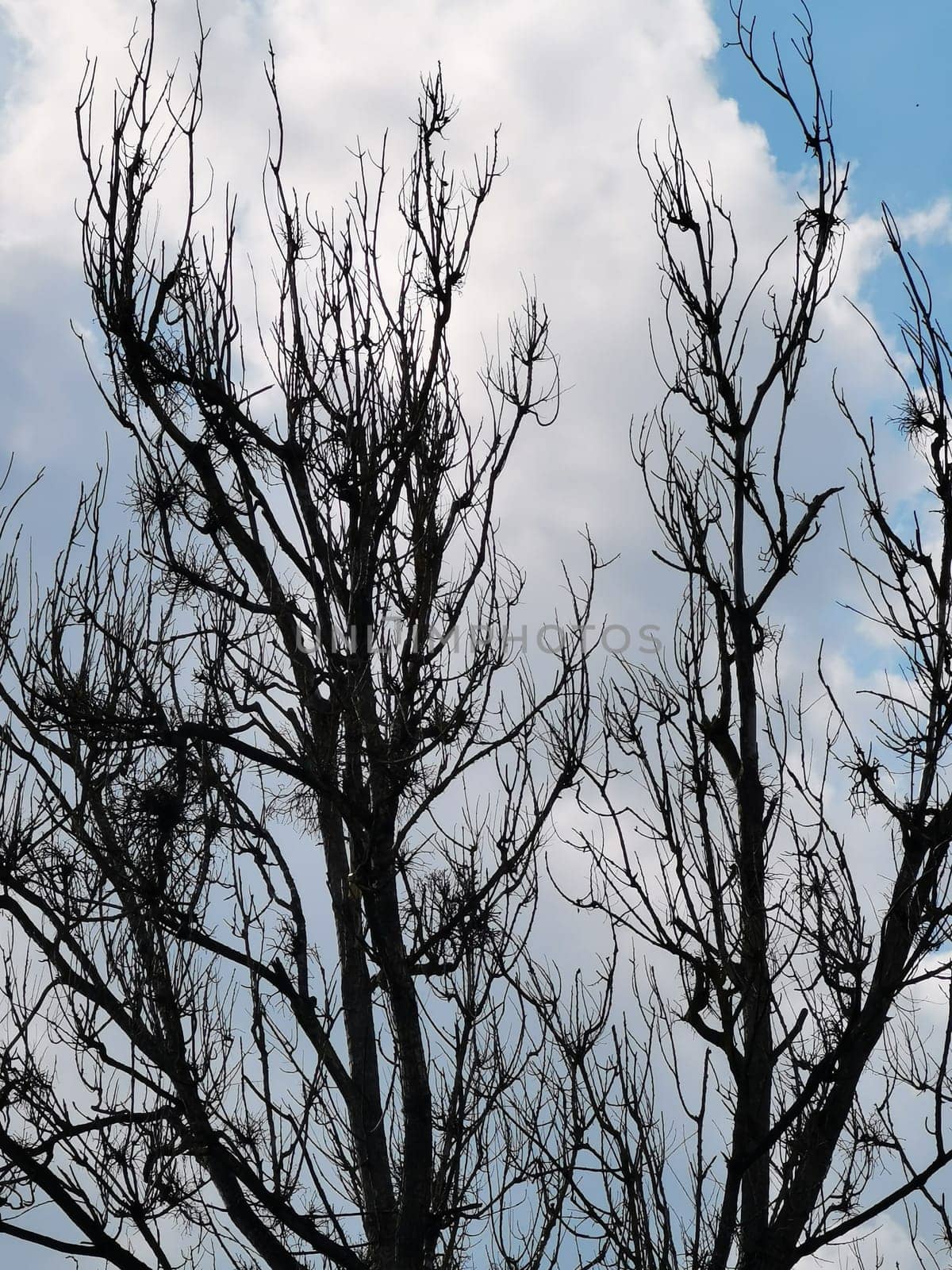 With branches stripped of leaves, the skeletal trees reach toward the sky, contrasting sharply with the soft clouds above in this quiet rural setting.