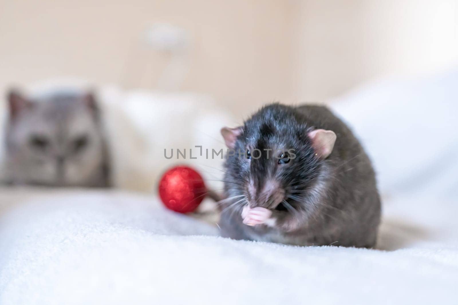 A gray rat washes its paw on a white bed, with a blurry gray cat in the background. A red ornament lies nearby.