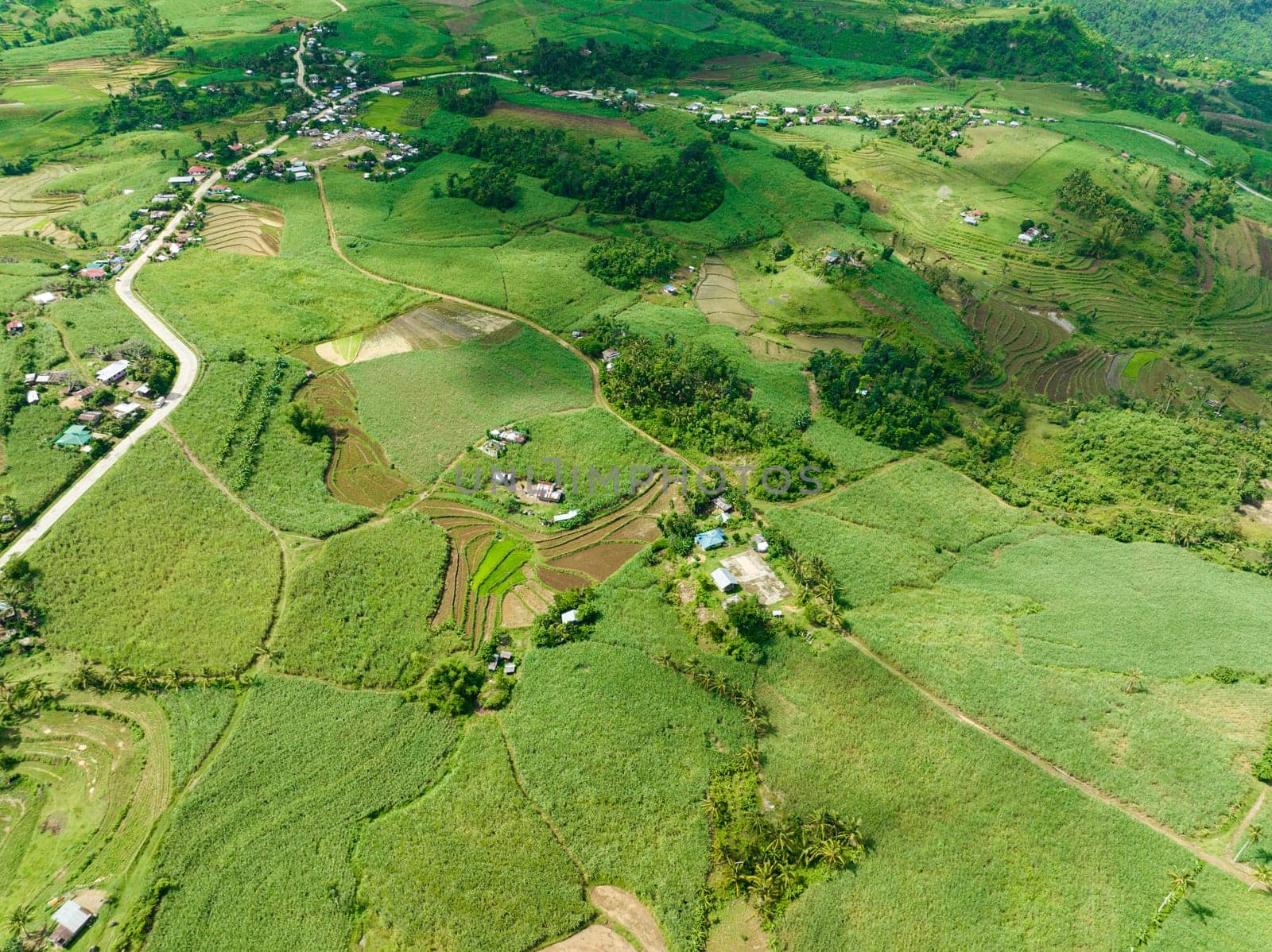 Farmland with rice fields and sugarcane plantations. Negros, Philippines
