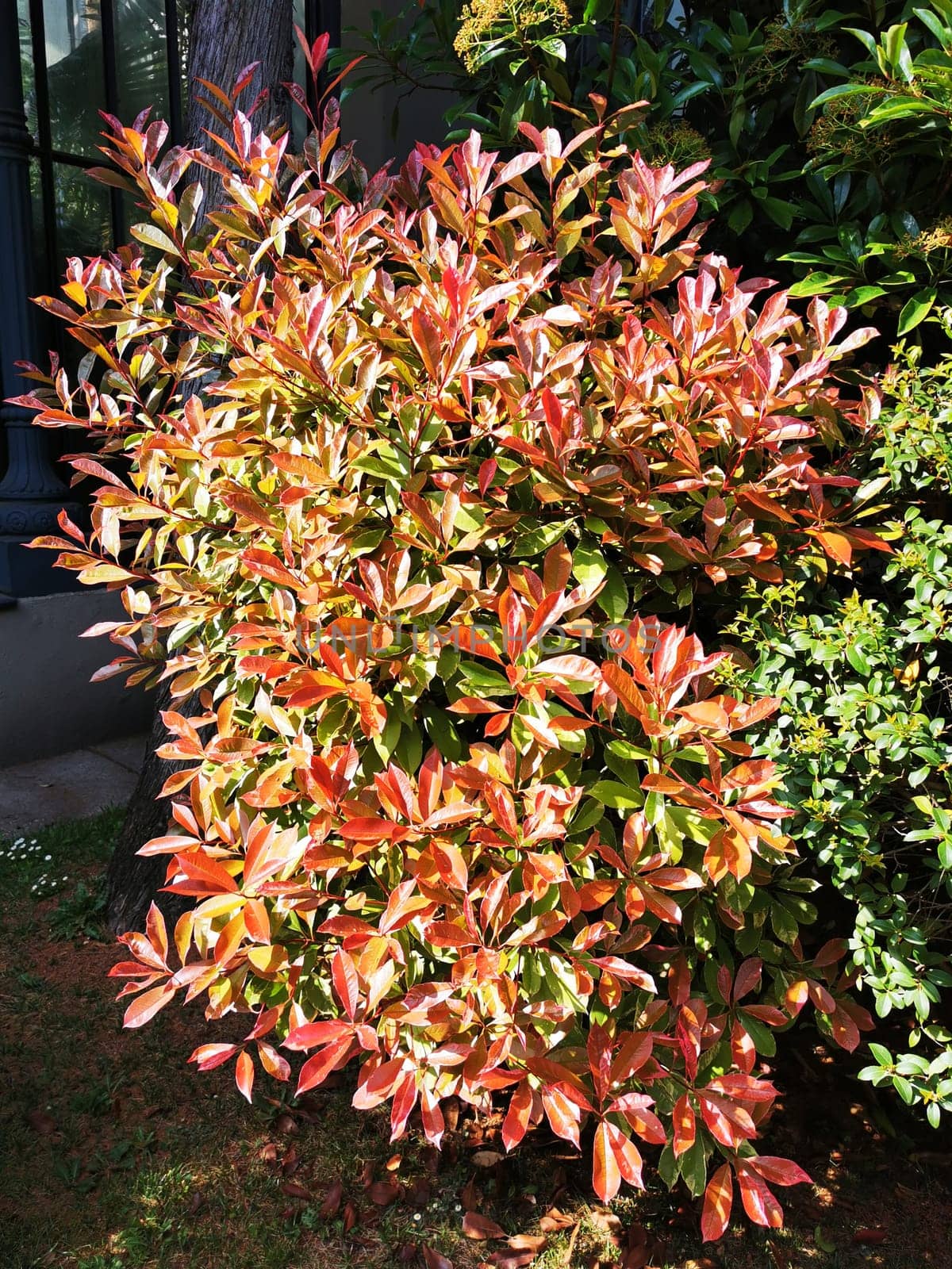 A bush showcases stunning red and green leaves, illuminated by sunlight in a well-maintained garden. The vibrant colors highlight the changing seasons and healthy growth.