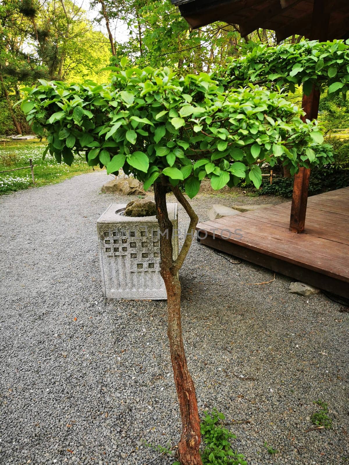 A carefully shaped tree features a rounded green canopy and sturdy trunk, situated in a tranquil garden, complemented by gravel paths and nearby structures.