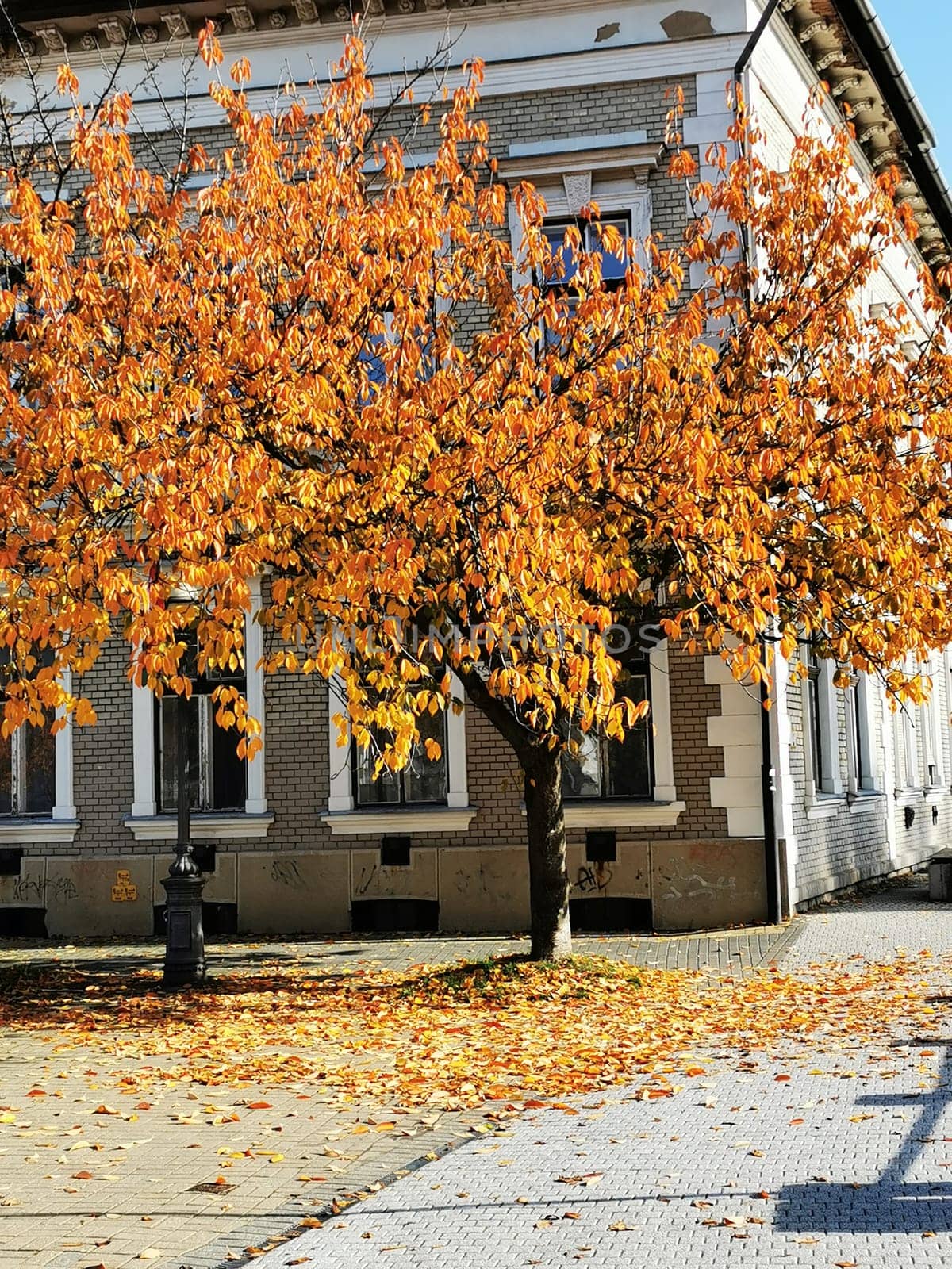 A bright orange tree stands proudly next to an aged building, with its leaves scattered on the ground. The autumn ambiance creates a serene atmosphere in the city.