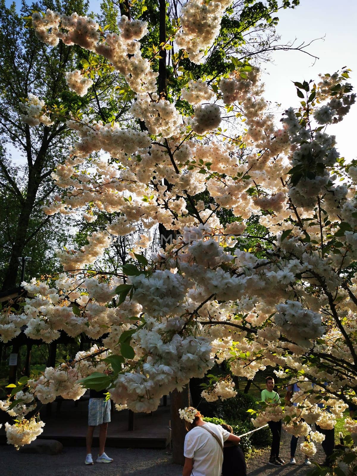 Visitors admire a stunning cherry blossom tree in full bloom, surrounded by greenery, while enjoying a sunny spring day in the park.