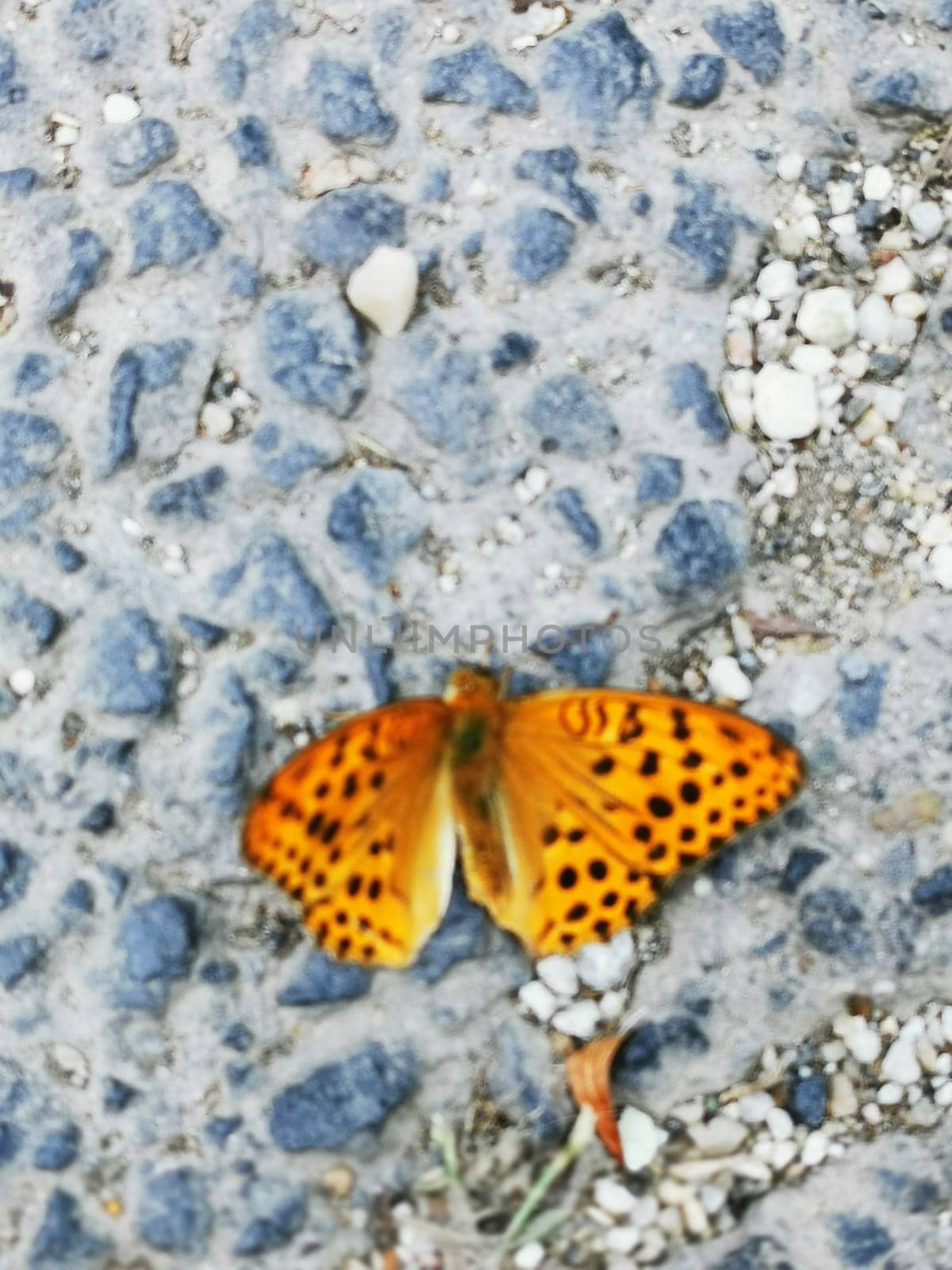 A striking orange butterfly with distinctive black spots rests quietly on a rough gravel surface. The sunlight highlights its delicate wings, showcasing the intricate patterns.