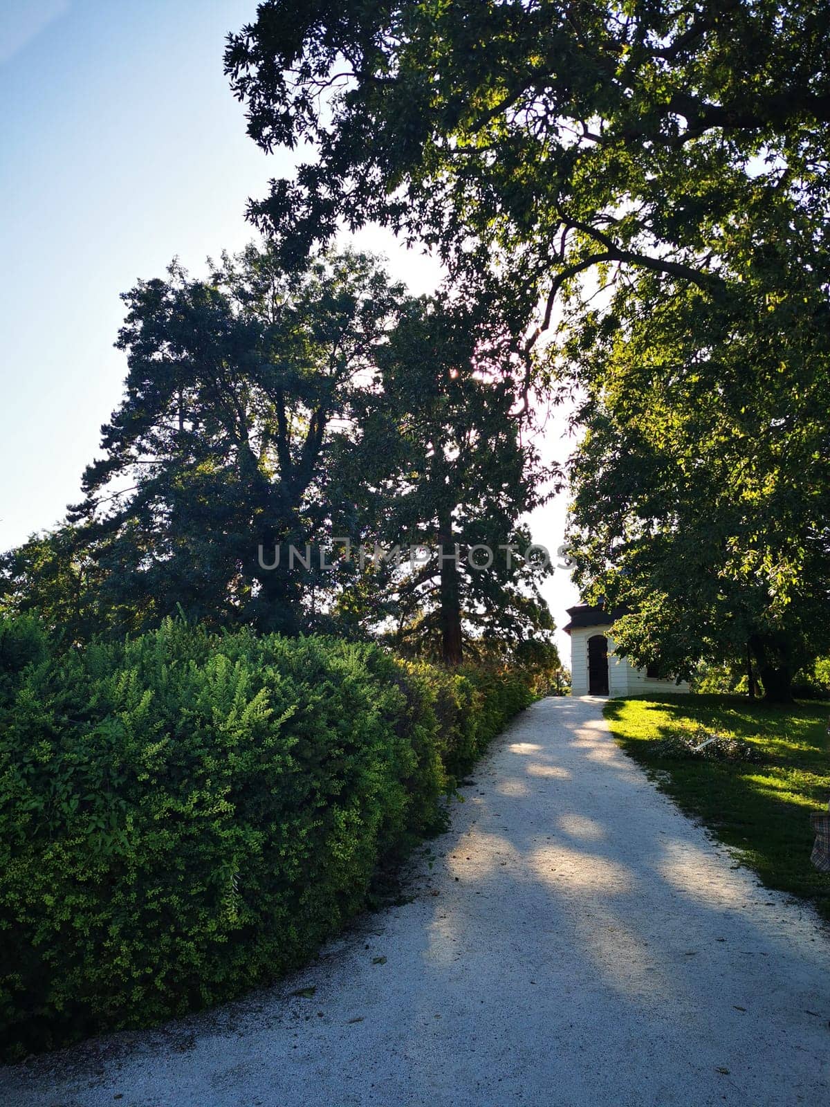 A serene pathway stretches through vibrant greenery, flanked by tall trees as sunlight filters through the leaves, leading toward a quaint white building.
