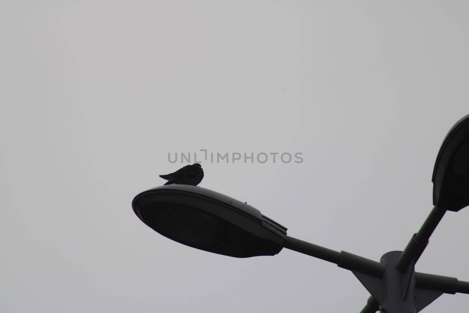 A bird rests quietly on top of a street lamp, silhouetted against the overcast sky, creating a peaceful yet somber atmosphere in the city.