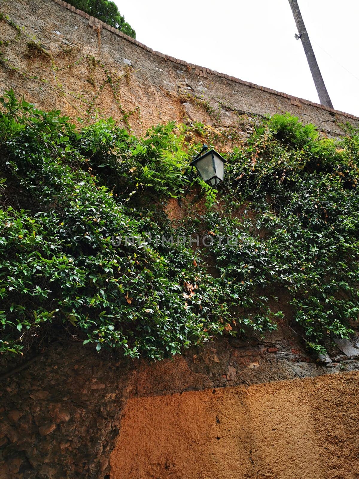 A weathered wall is covered in lush green vines and shrubs, highlighting a rustic lantern that hangs above a warm-toned surface in a historic setting.