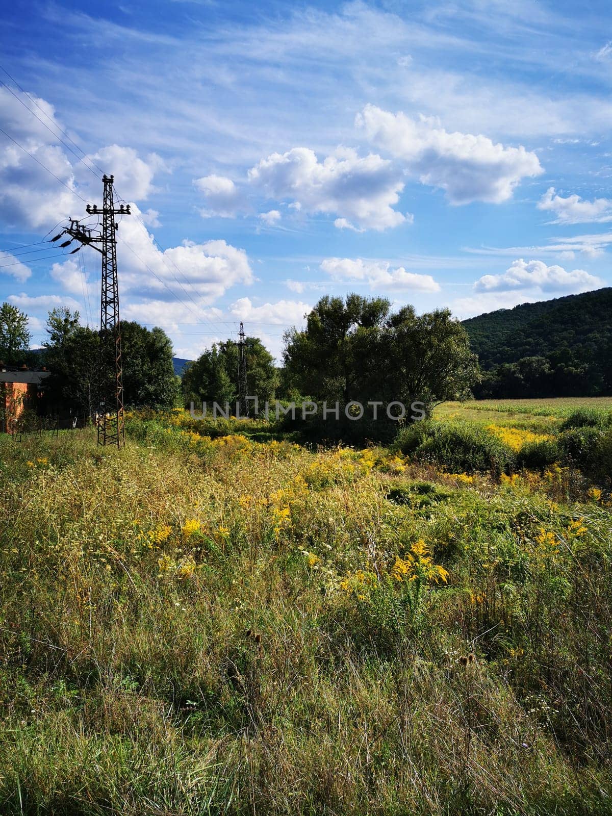 Wildflowers bloom in a grassy area under a bright sky filled with fluffy clouds. Power lines stretch across the scene with rolling hills in the background.