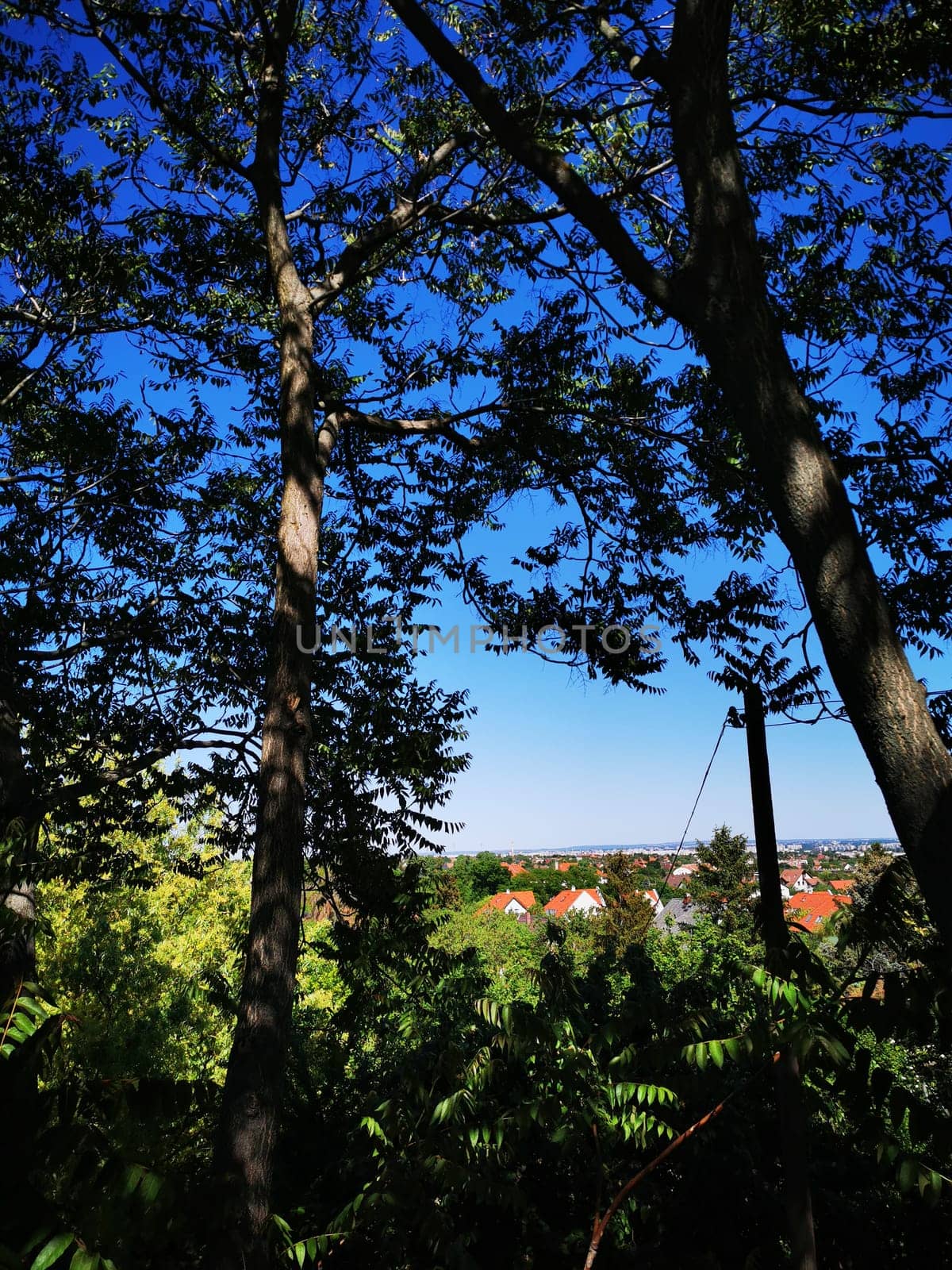 A tranquil countryside setting showcases a distant horizon through gaps in the trees, under a clear blue sky. The lush greenery enhances the peaceful atmosphere.