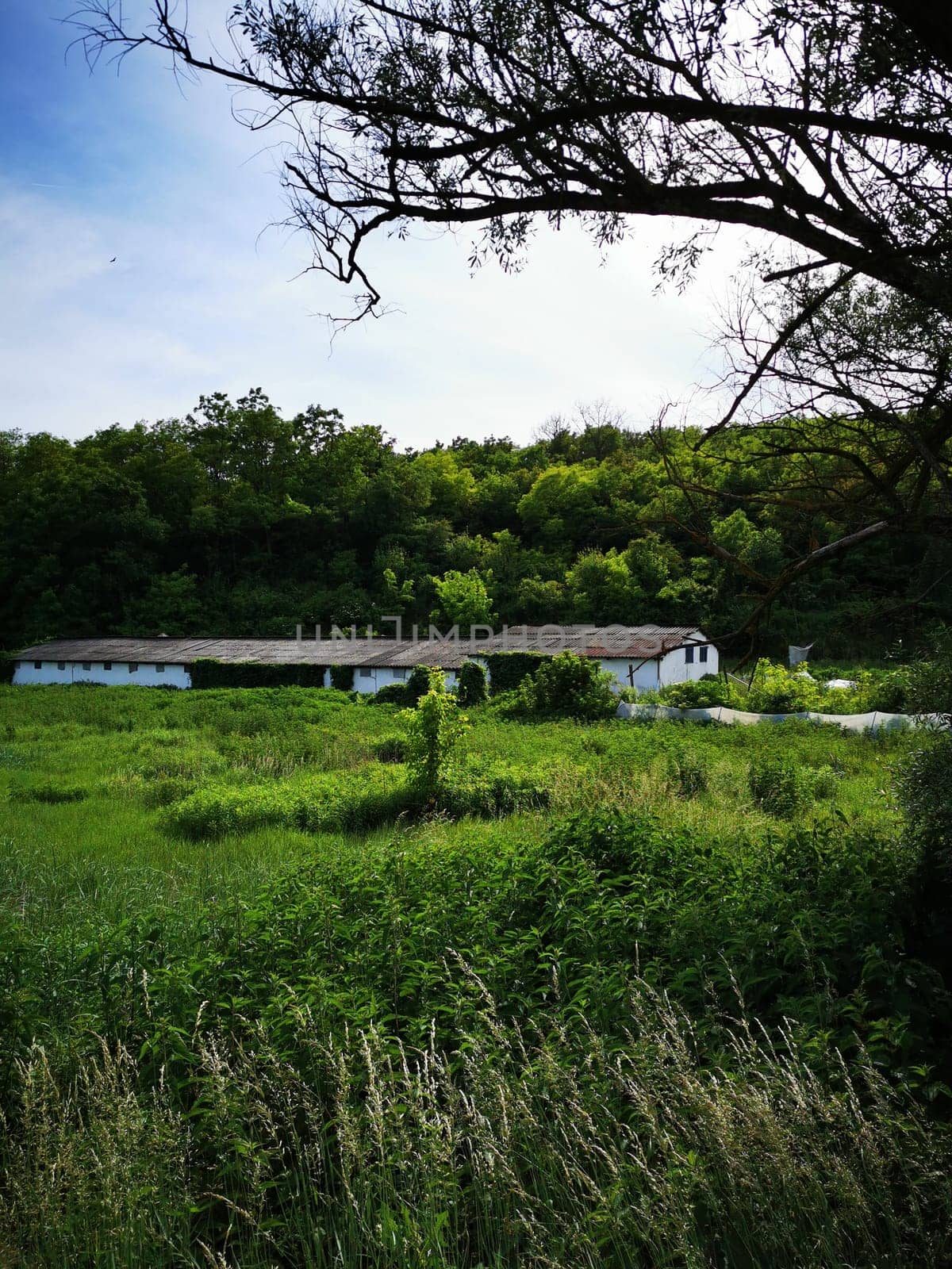 The rustic building, with a thatched roof, sits peacefully in a vibrant green landscape. Surrounding trees and foliage create a serene atmosphere in the afternoon light.