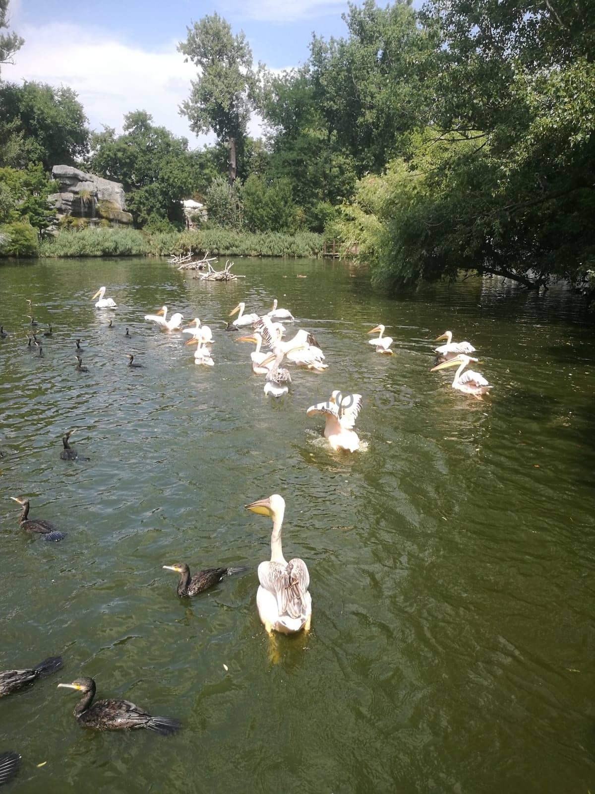 Several pelicans and ducks float gracefully in a serene pond, with vibrant greenery framing the peaceful waters under a clear blue sky.