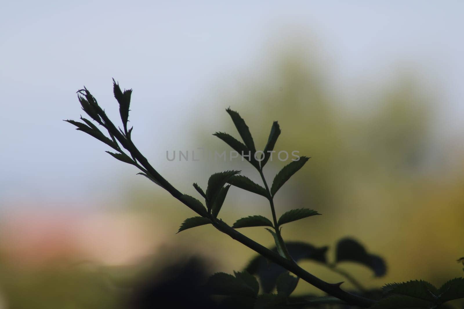 The slender branch of a plant reaches upward, silhouetted against a softly blurred background of trees. Morning light casts gentle shadows.