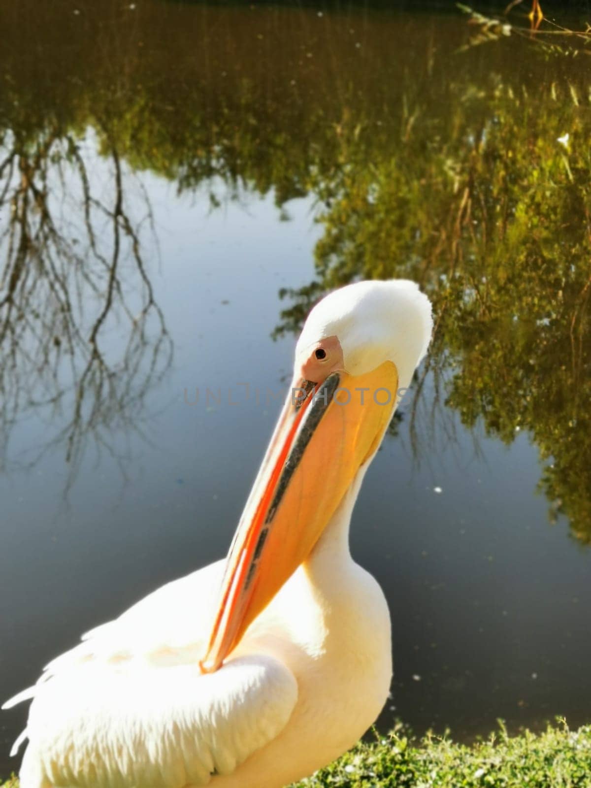 A white pelican is poised near a calm pond, highlighting its striking long bill. The surrounding greenery reflects beautifully in the water, creating a serene atmosphere.