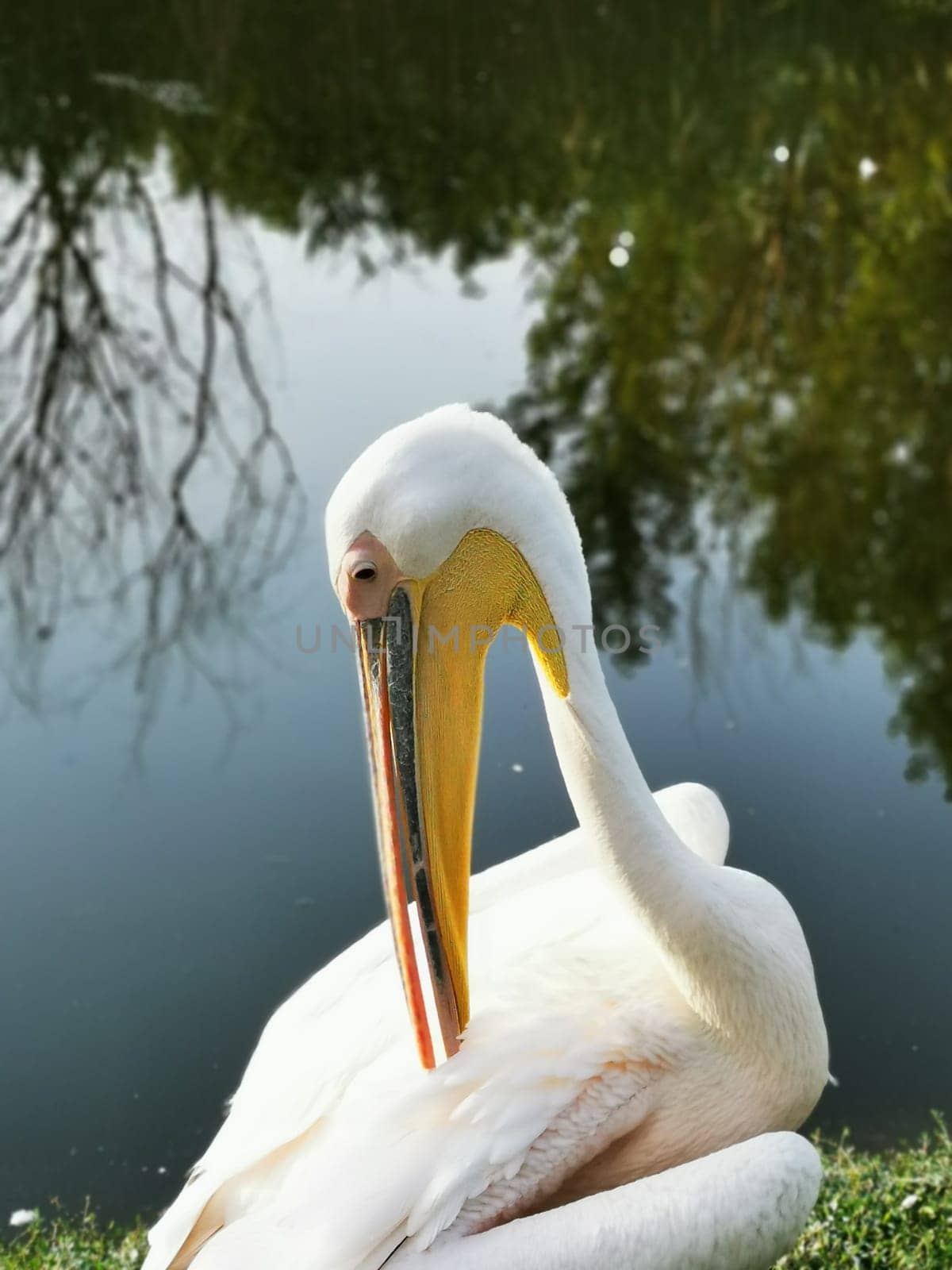 A graceful pelican is seated near the tranquil lake, reflecting the soft morning light. Lush trees frame the peaceful atmosphere, enhancing its beauty.