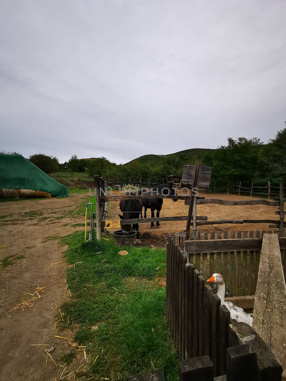 A black horse is calmly positioned beside a wooden fence in a farmyard, while a curious goose observes from behind a small enclosure in the late afternoon light.