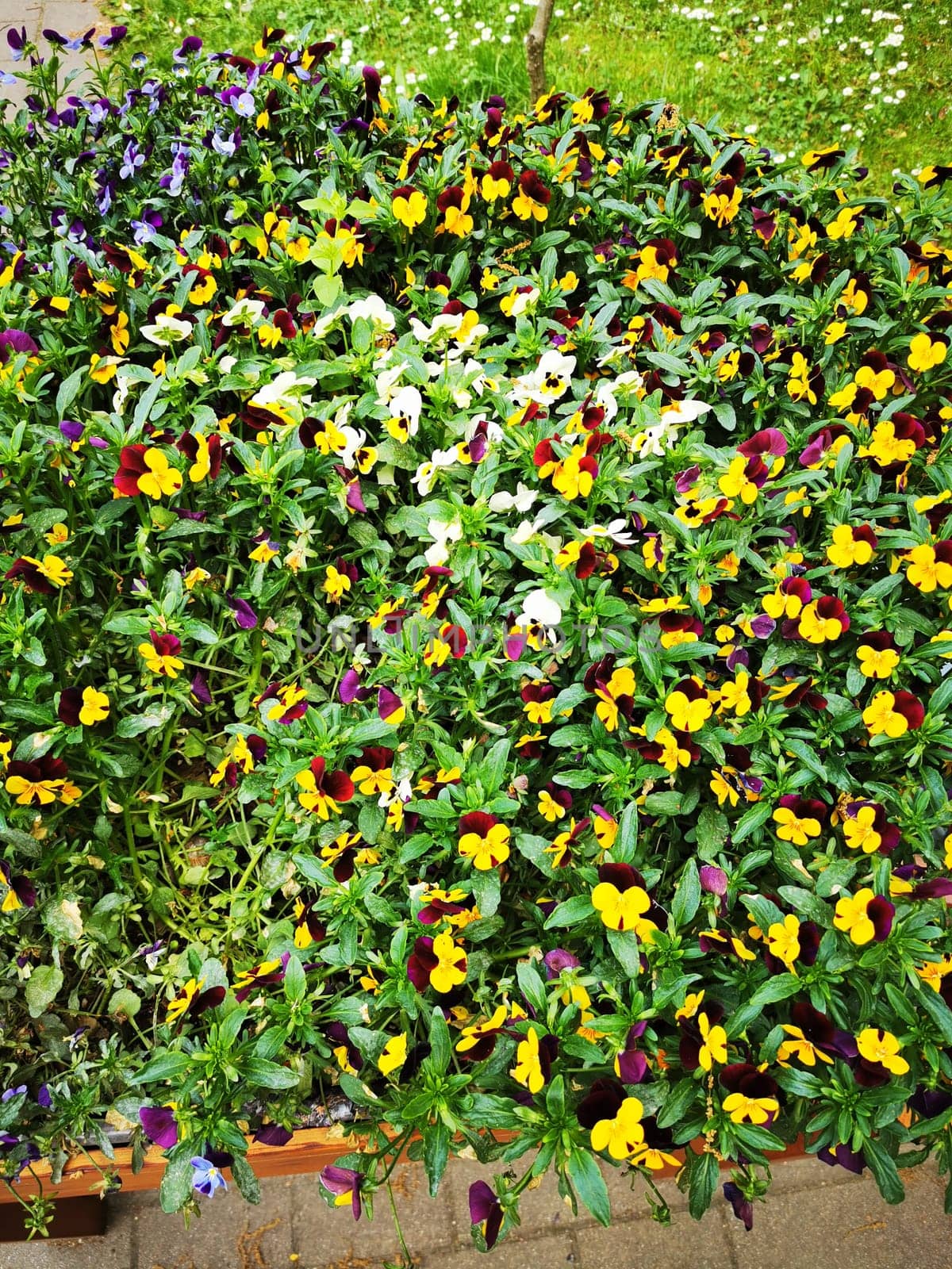 This garden area bursts with a vibrant display of pansies in diverse colors, including yellow, purple, and white, thriving under the sunny spring weather.