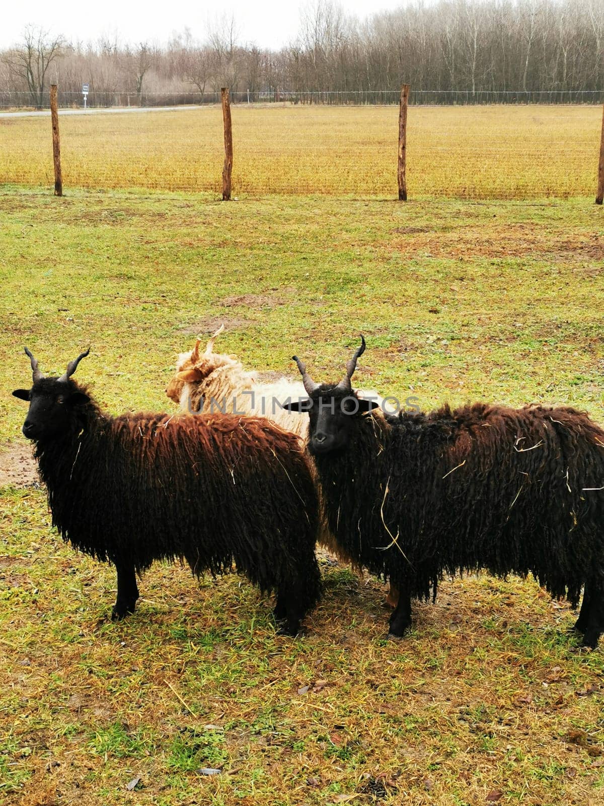 Three goats with distinctively long, shaggy coats are standing close together in a green field. The weather is cloudy, indicating a peaceful rural setting.