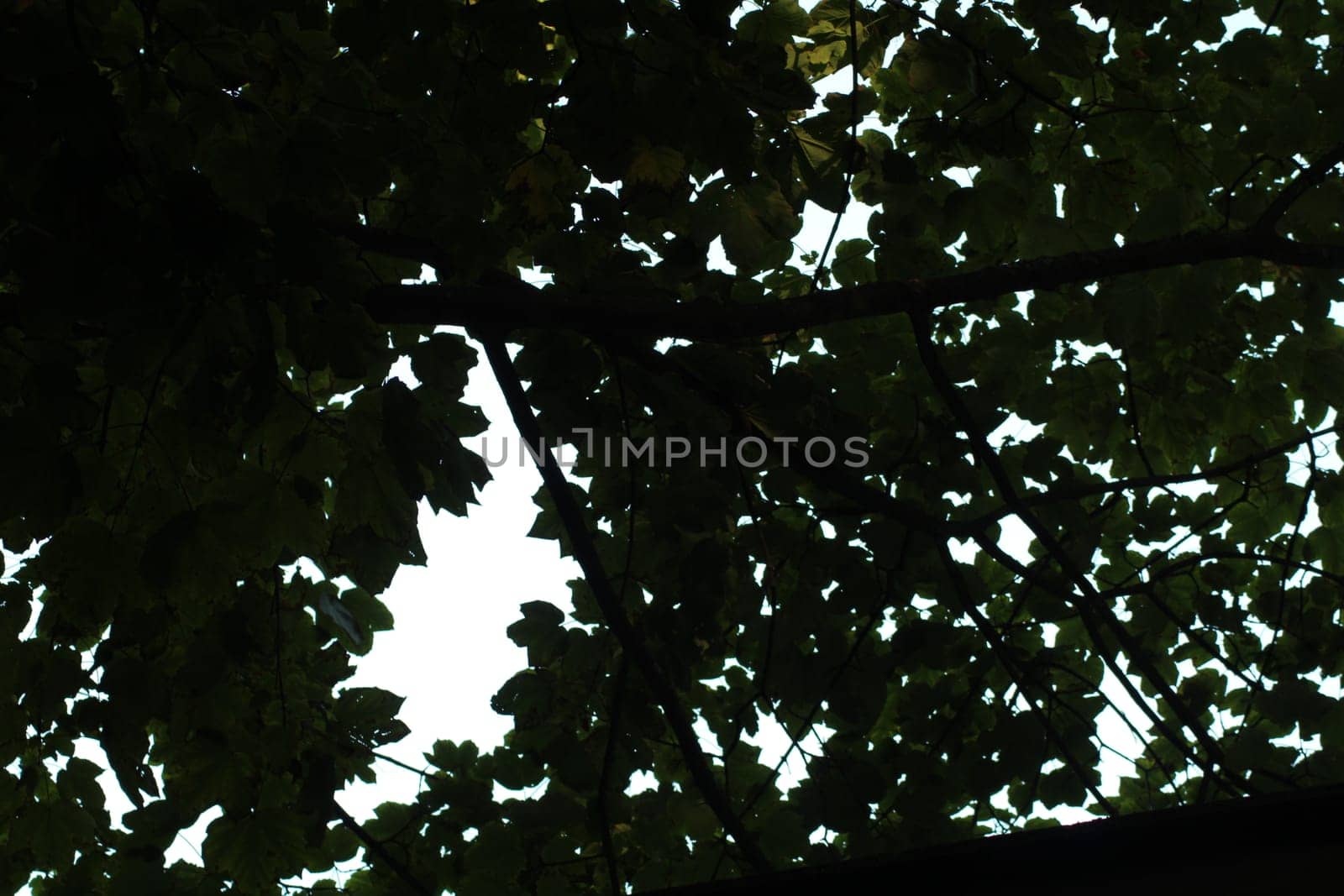 A dense canopy of green leaves creates a striking silhouette against a vibrant sky. The tranquil atmosphere suggests a serene afternoon in a lush garden.