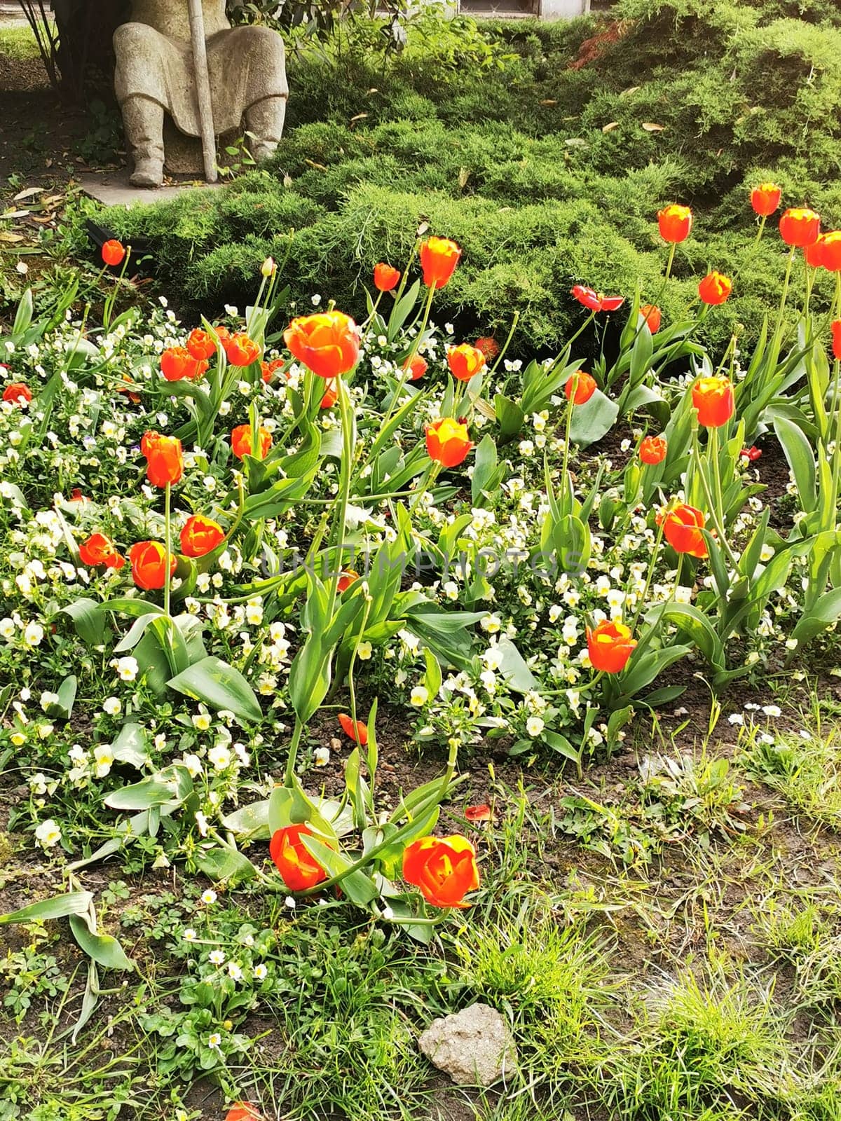 Vibrant orange tulips stand tall amidst a bed of blooming flowers and lush greenery, showcasing the beauty of spring in an inviting garden.