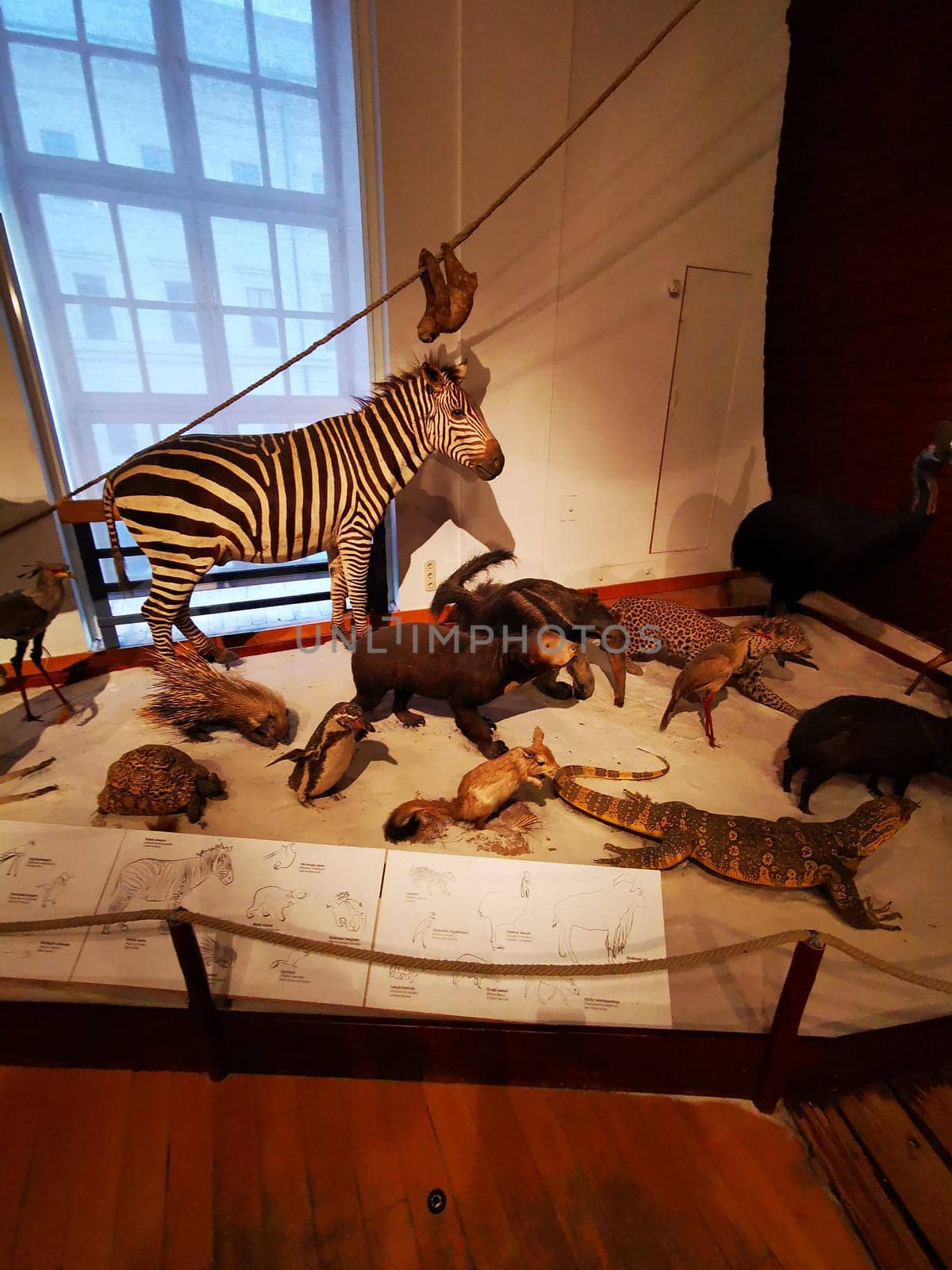 A variety of taxidermied animals, including a zebra, leopard, and crocodile, lie on display in a museum exhibit dedicated to wildlife diversity.