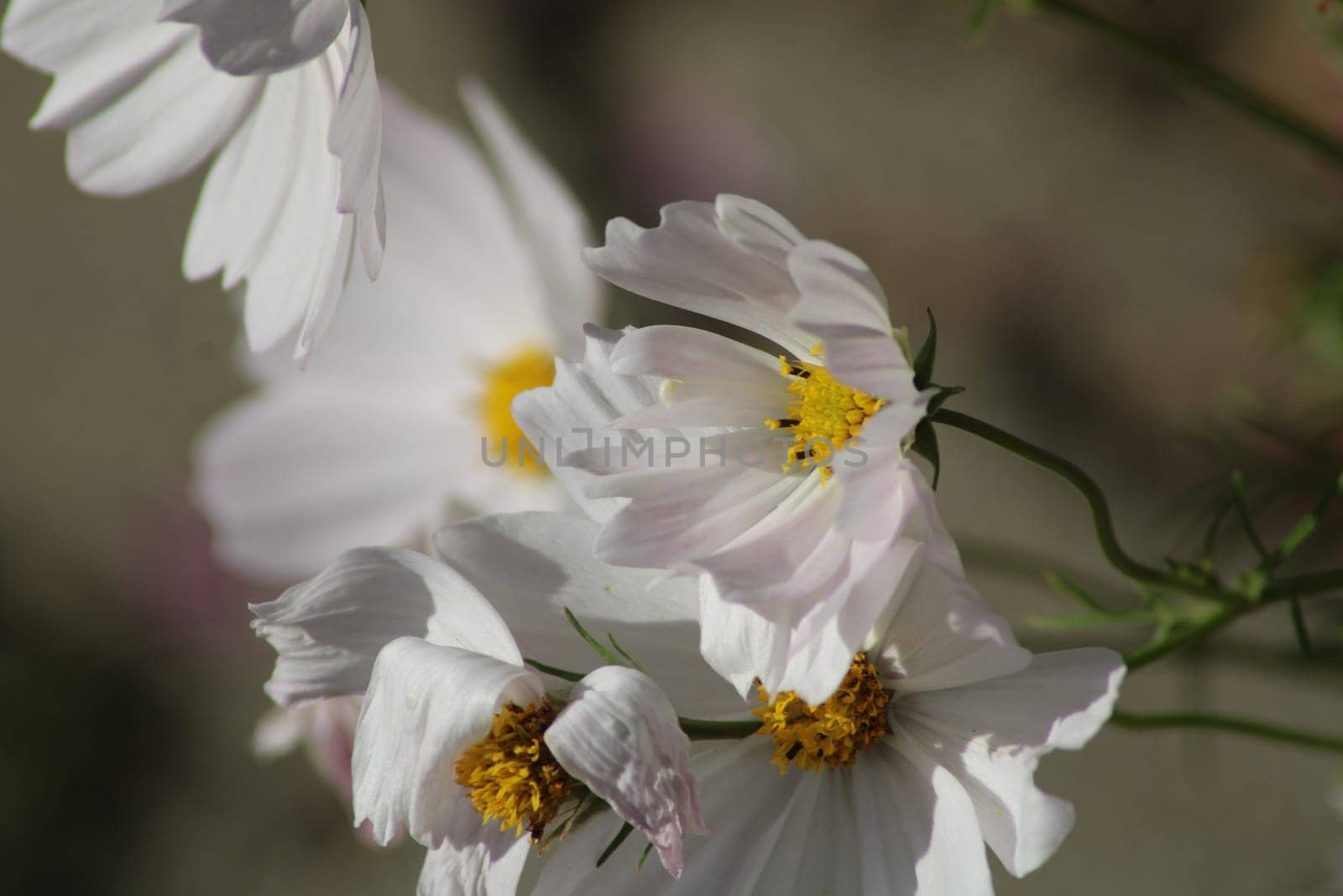 A close-up view of stunning white flowers in a garden, highlighting their delicate petals and bright yellow centers under warm sunlight.