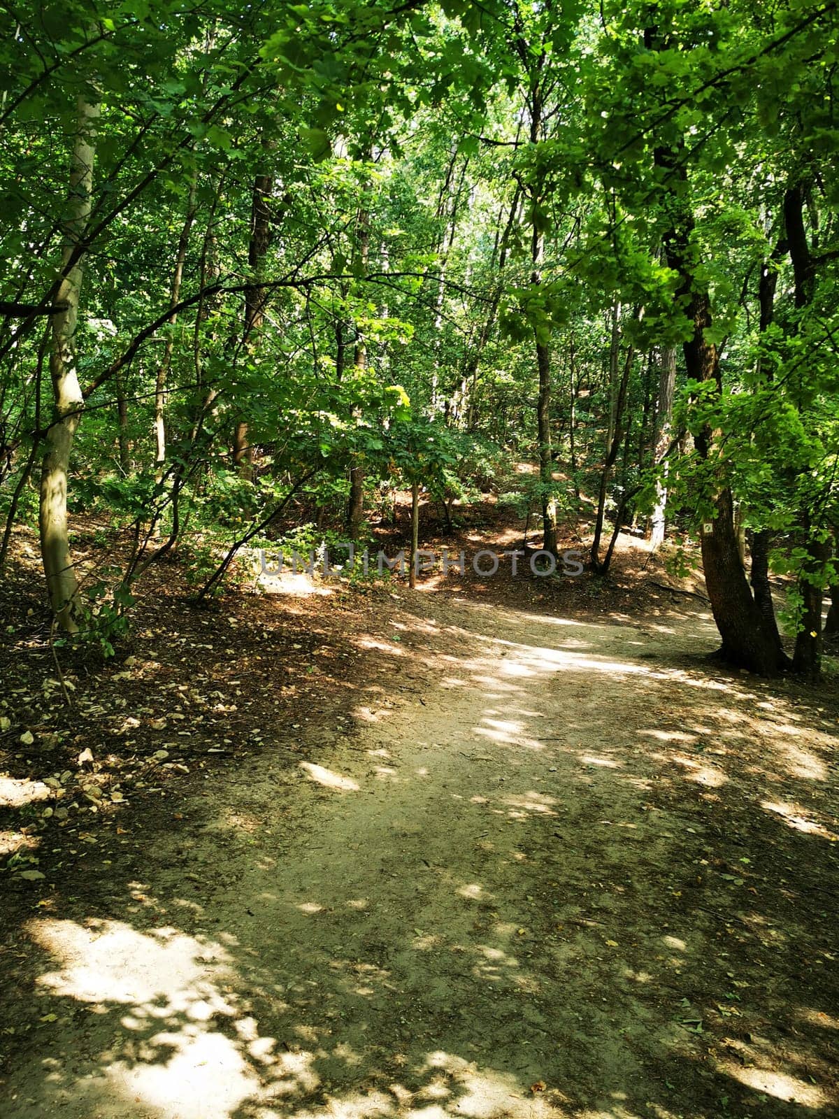 A tranquil forest trail meanders through dense foliage, illuminated by sunlight filtering through the leaves, inviting exploration and relaxation.