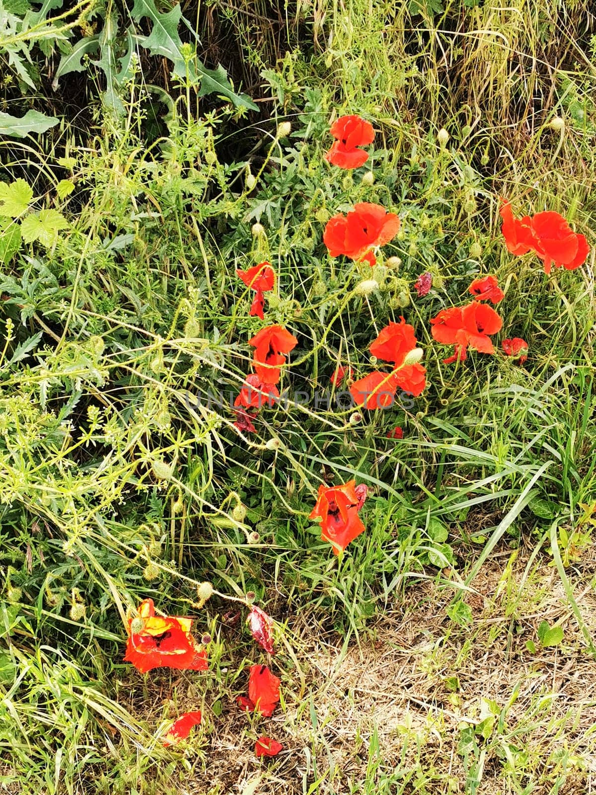 A cluster of vibrant red poppies grows amidst lush greenery along a dirt path. These wildflowers sway gently in the breeze under clear skies.