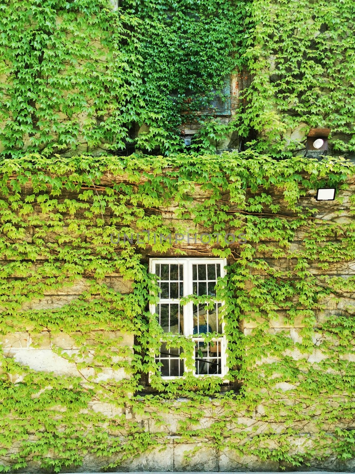 Green vines envelop a weathered brick wall, framing a rustic window that hints at the building's past. The nature-dominated scene captures urban decay and renewal.