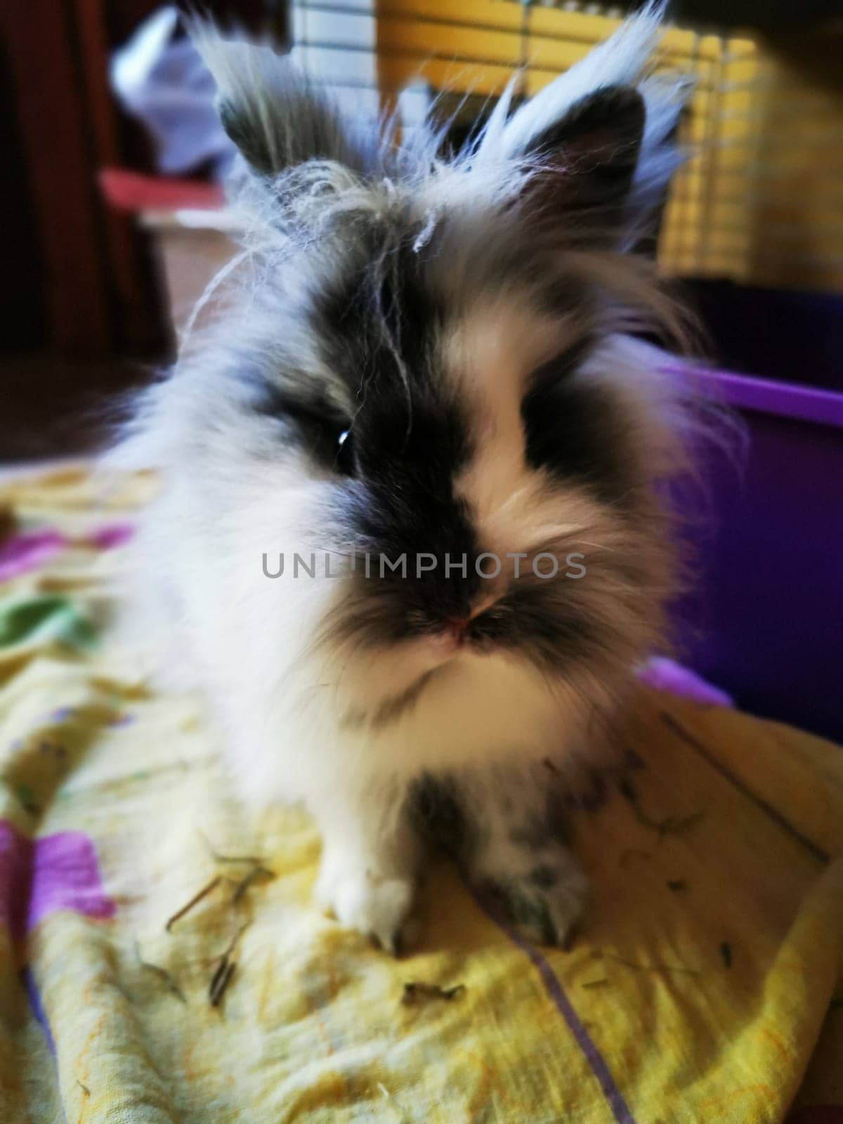 This adorable rabbit displays a blend of fluffy black and white fur while resting on a vibrant patterned blanket in a cozy indoor setting.