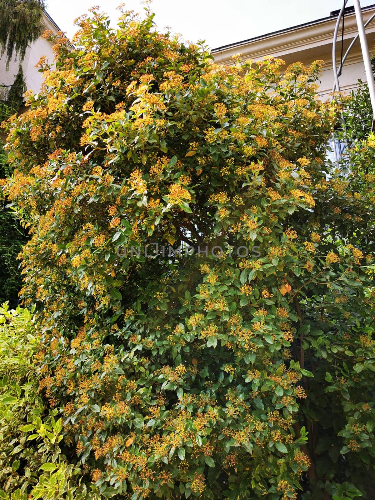 In a suburban garden, a lush shrub covered in clusters of bright yellow flowers flourishes under the midday sun, creating a cheerful atmosphere.