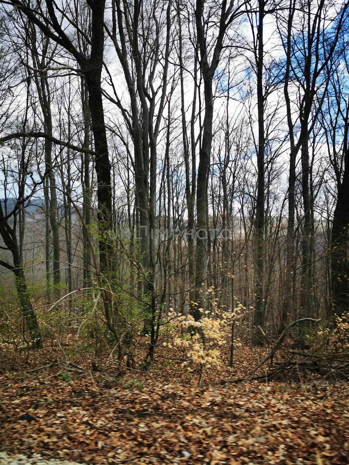 A serene forest area features tall, bare trees with a carpet of fallen leaves covering the ground, set under a cloudy sky. The tranquility of nature is evident.