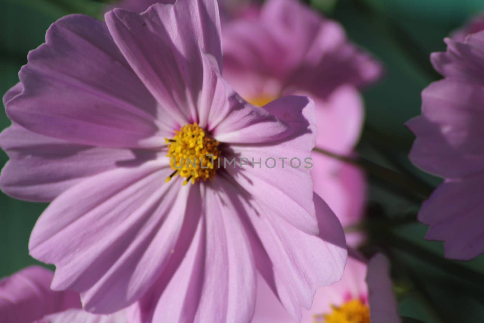 In a flourishing garden, clusters of soft pink flowers open up to the sun, showcasing their intricate petals and bright yellow centers, inviting bees and butterflies to visit.