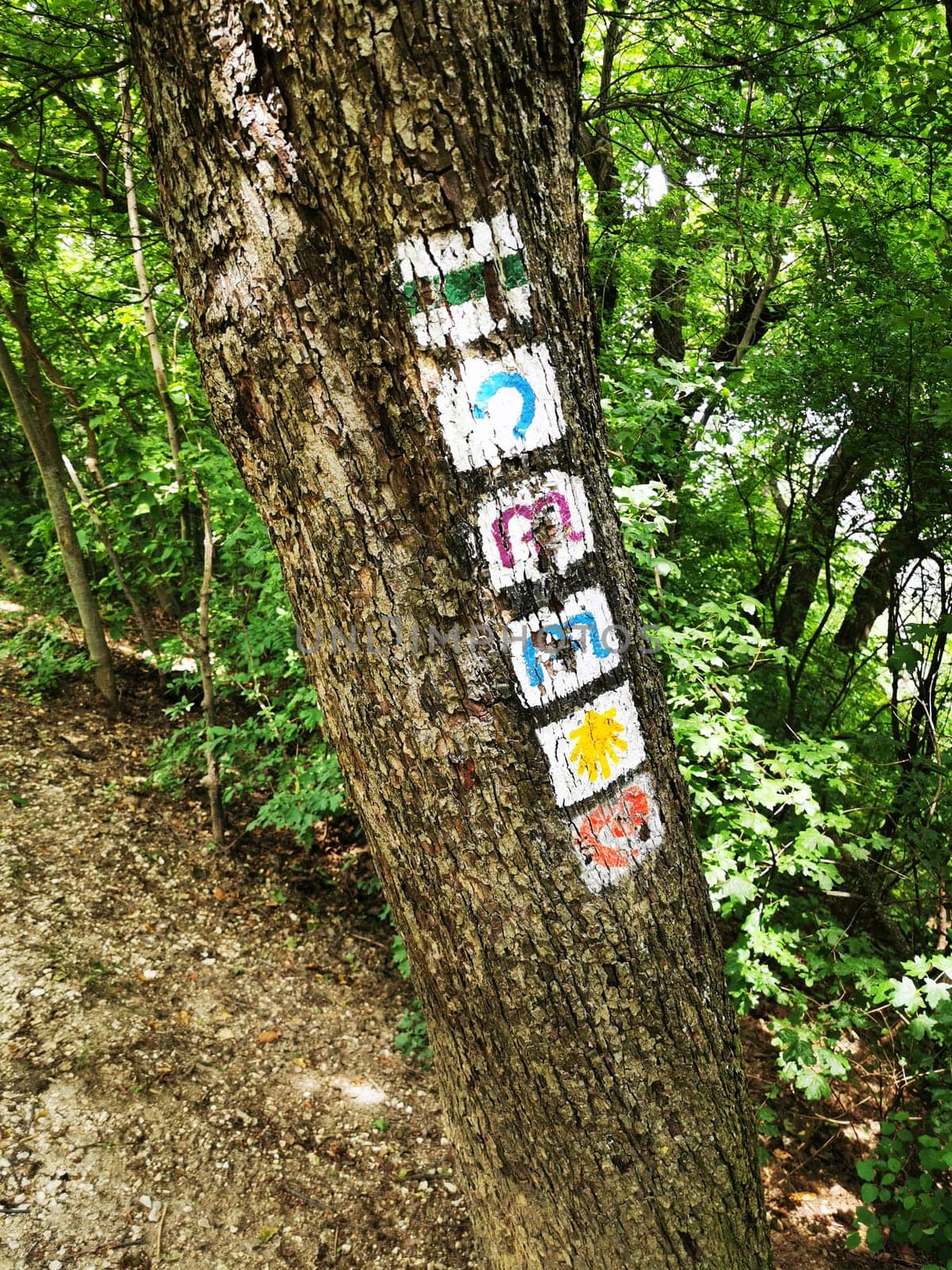 Vibrant letters in various colors are painted on the trunk of a tree, surrounded by lush green foliage and a well-trodden trail indicating nature's beauty.