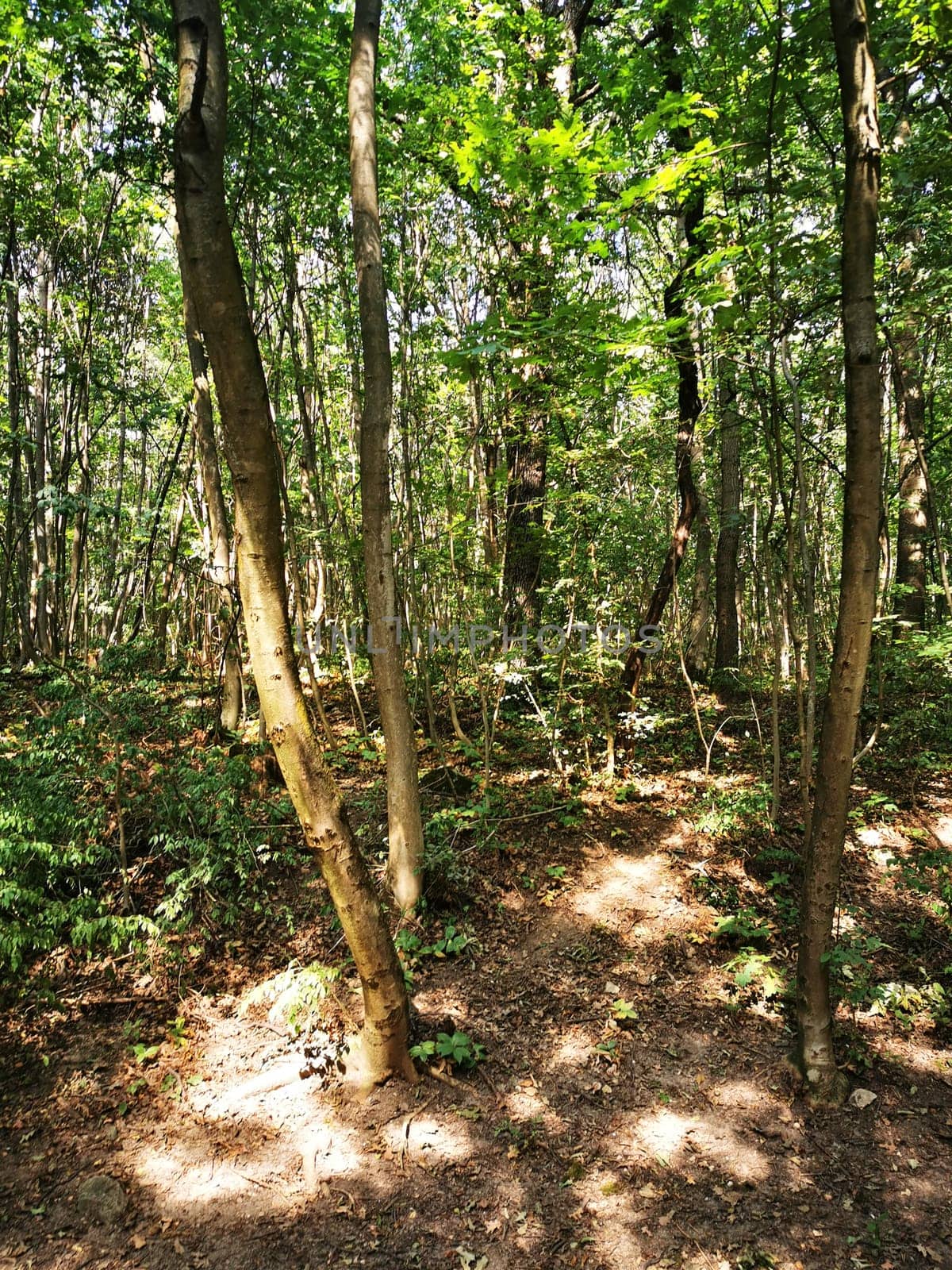 A peaceful forest landscape showcases tall trees and vibrant green foliage. Sunlight streams through the branches, highlighting the forest floor.
