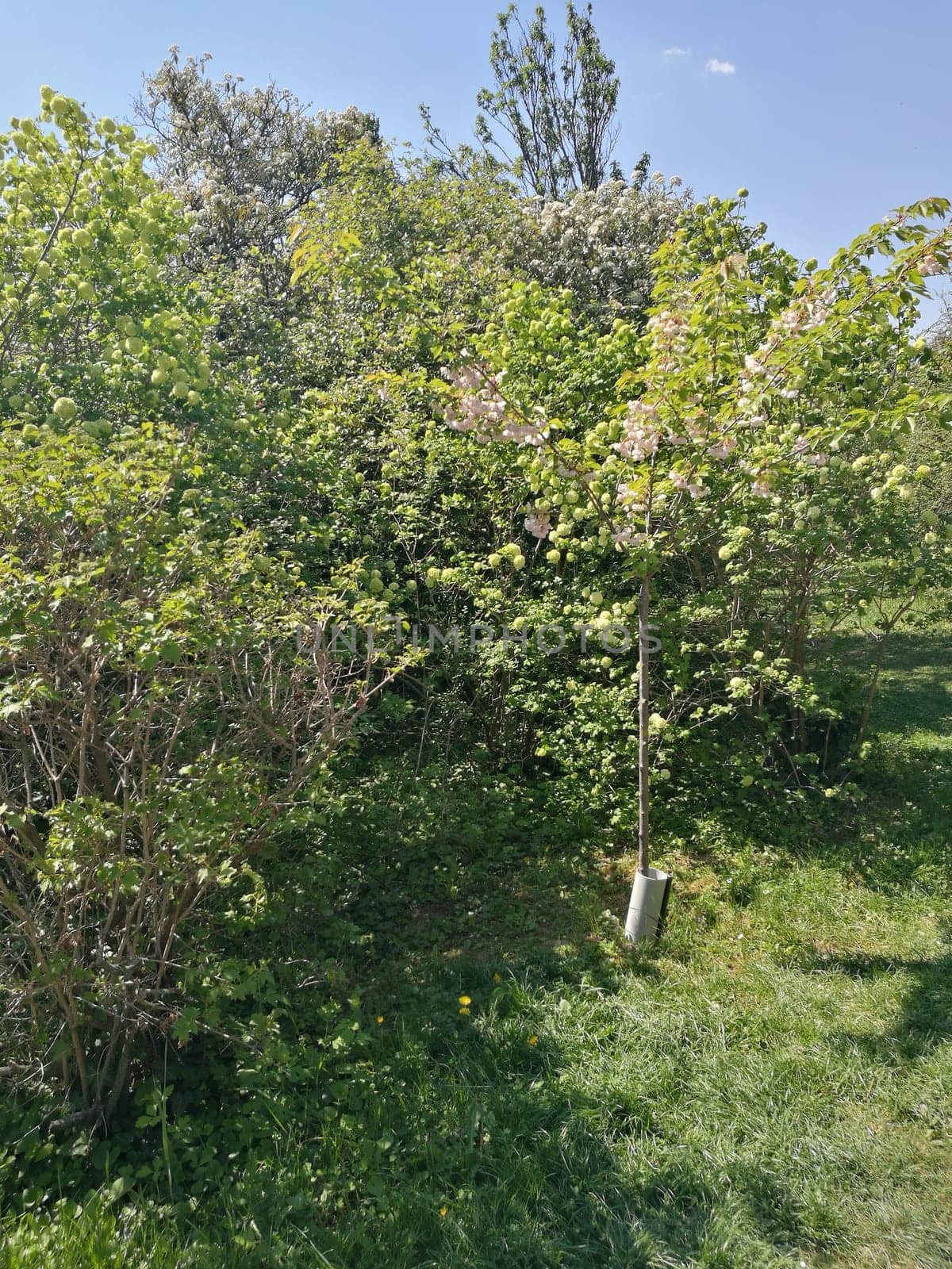 In a vibrant park, a small young tree stands among dense greenery under a clear blue sky, showcasing the beauty of nature on a sunny day.