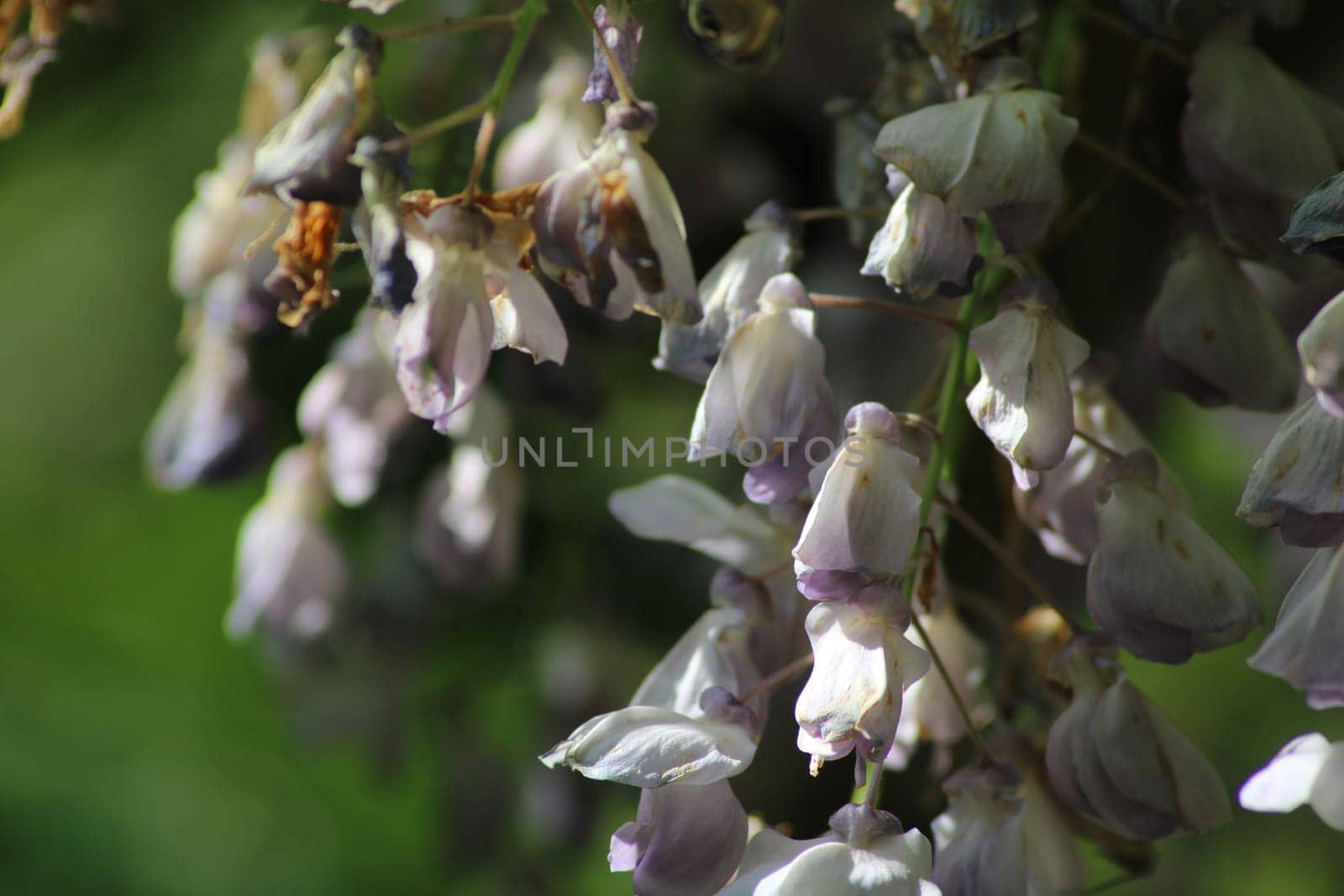 Clusters of purple wisteria flowers dangle elegantly from green vines, showcasing their intricate blooms against a backdrop of lush foliage in spring.