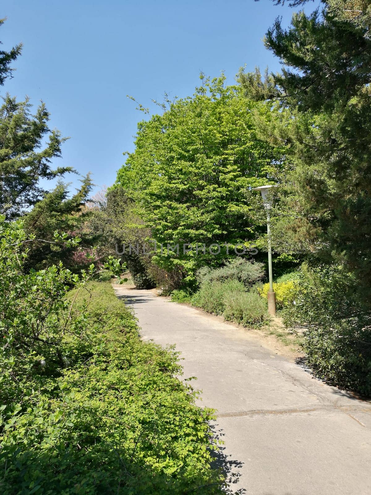 The pathway stretches through a vibrant landscape filled with rich green foliage under a clear blue sky, inviting leisurely strolls and outdoor exploration.