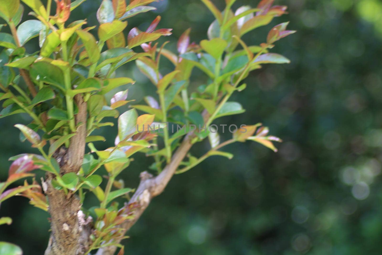 A close-up of a tree branch showcasing fresh green leaves that are beginning to change color, set against a blurred backdrop of a serene garden in bright sunlight.