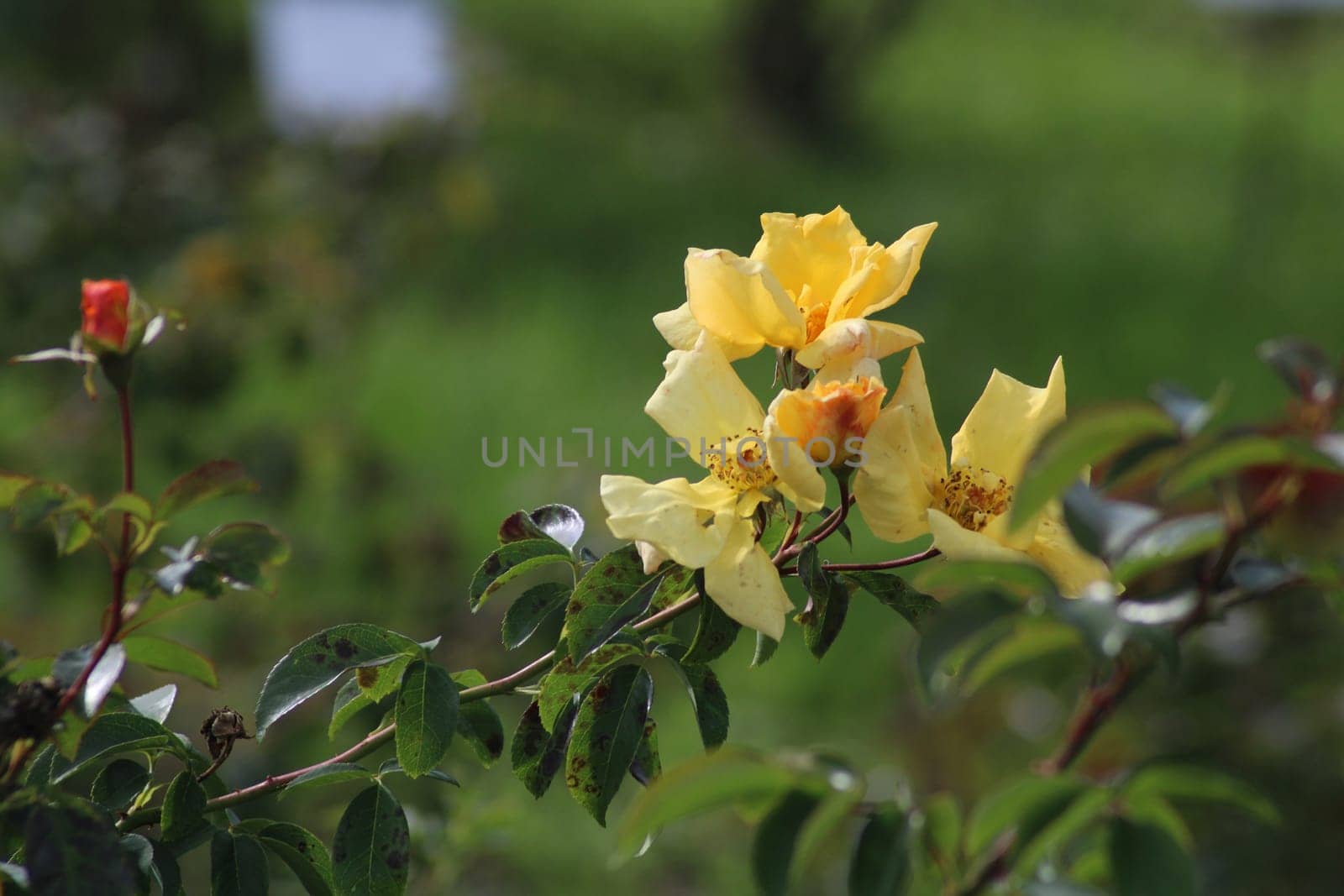 Delicate yellow blossoms are opening under the warm sunlight in a vibrant garden. Surrounding greenery enhances the cheerful atmosphere of spring.