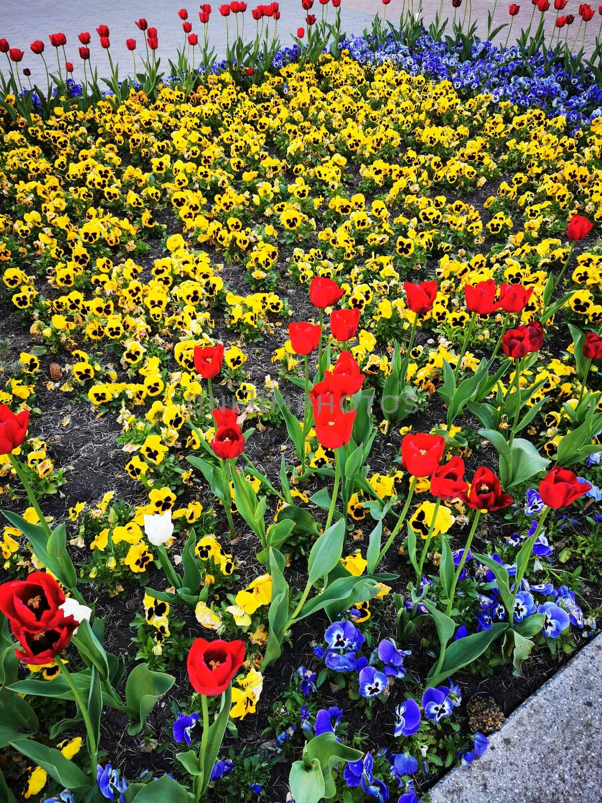 A beautiful display of bright red tulips among a sea of yellow pansies and blue violas creates a stunning floral arrangement in the garden during springtime.